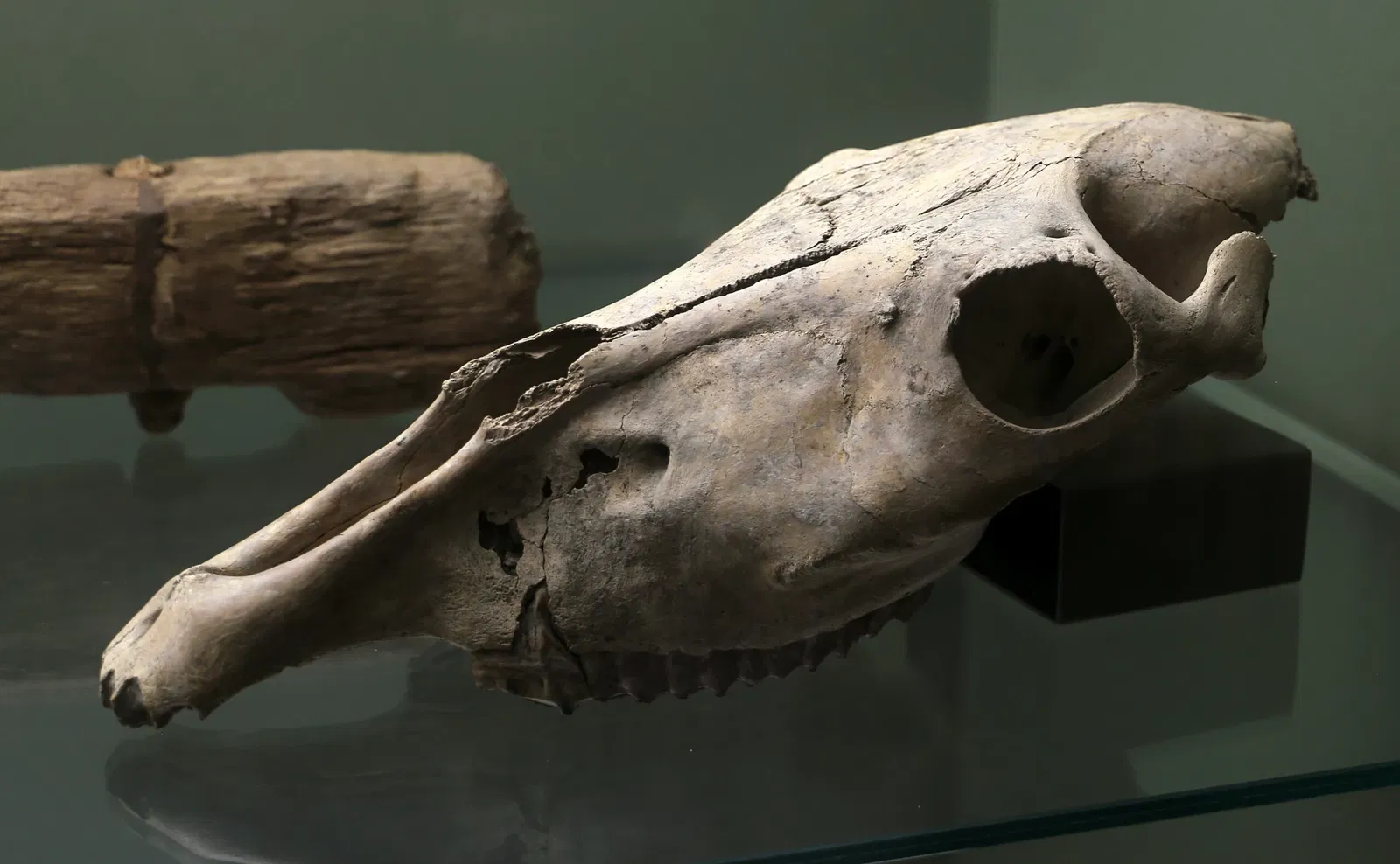 Museo delle Navi Antiche di Pisa