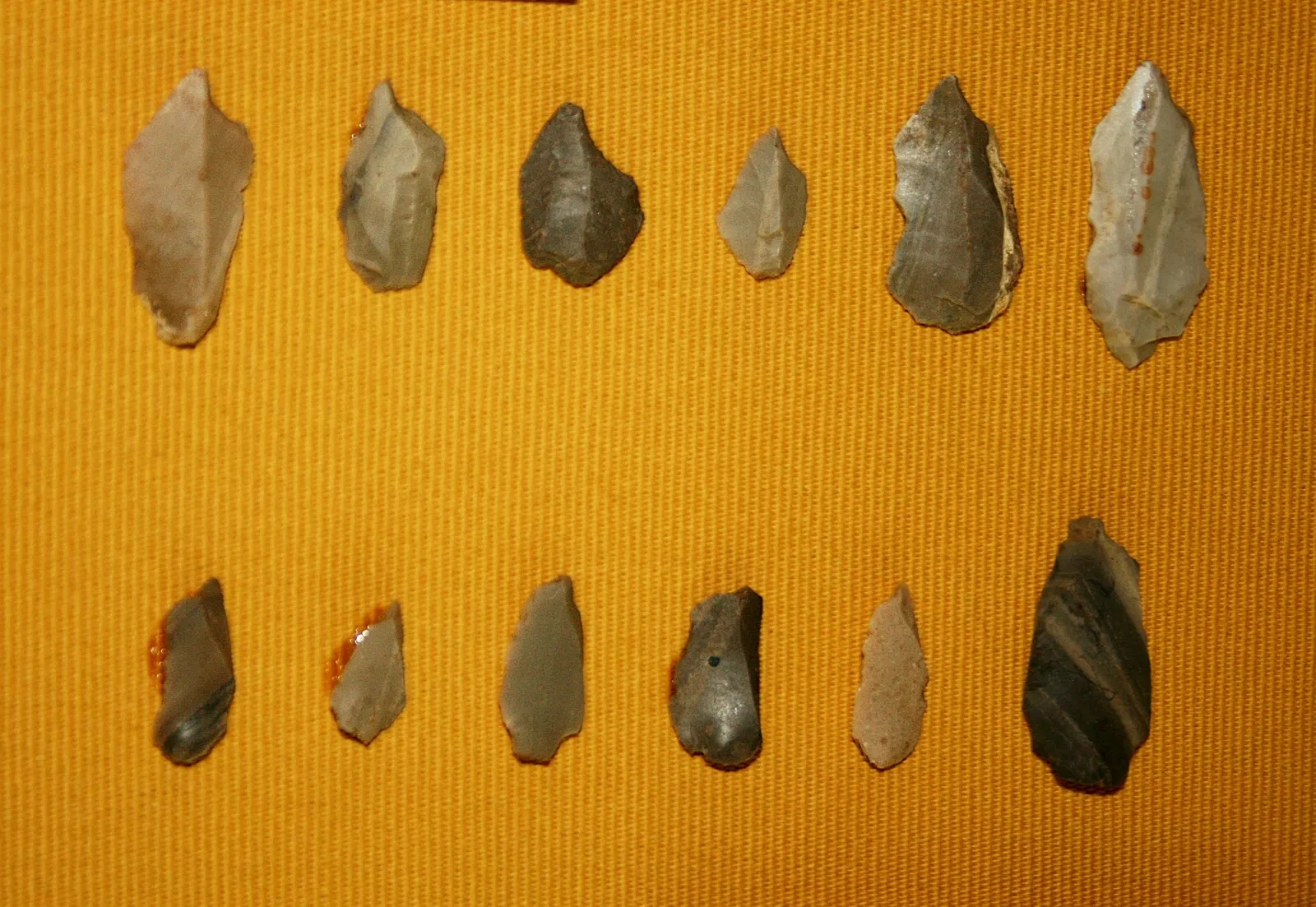 Muséum d'Orléans pour la Biodiversité et l'Environnement