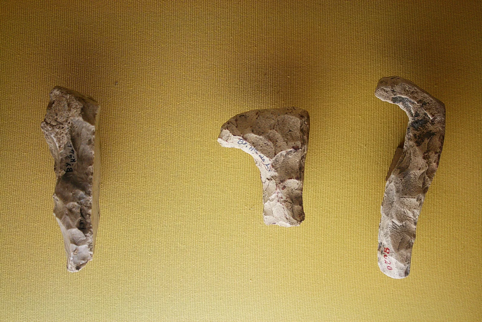 Muséum d'Orléans pour la Biodiversité et l'Environnement