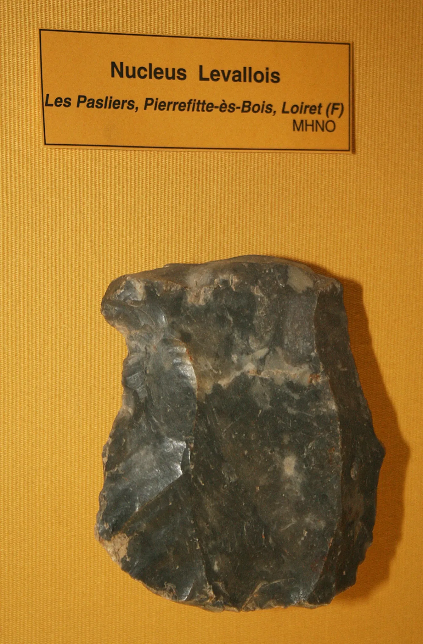 Muséum d'Orléans pour la Biodiversité et l'Environnement