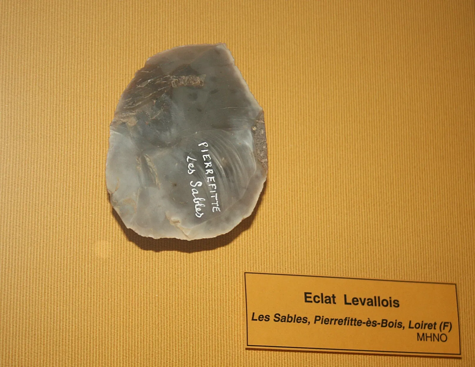 Muséum d'Orléans pour la Biodiversité et l'Environnement