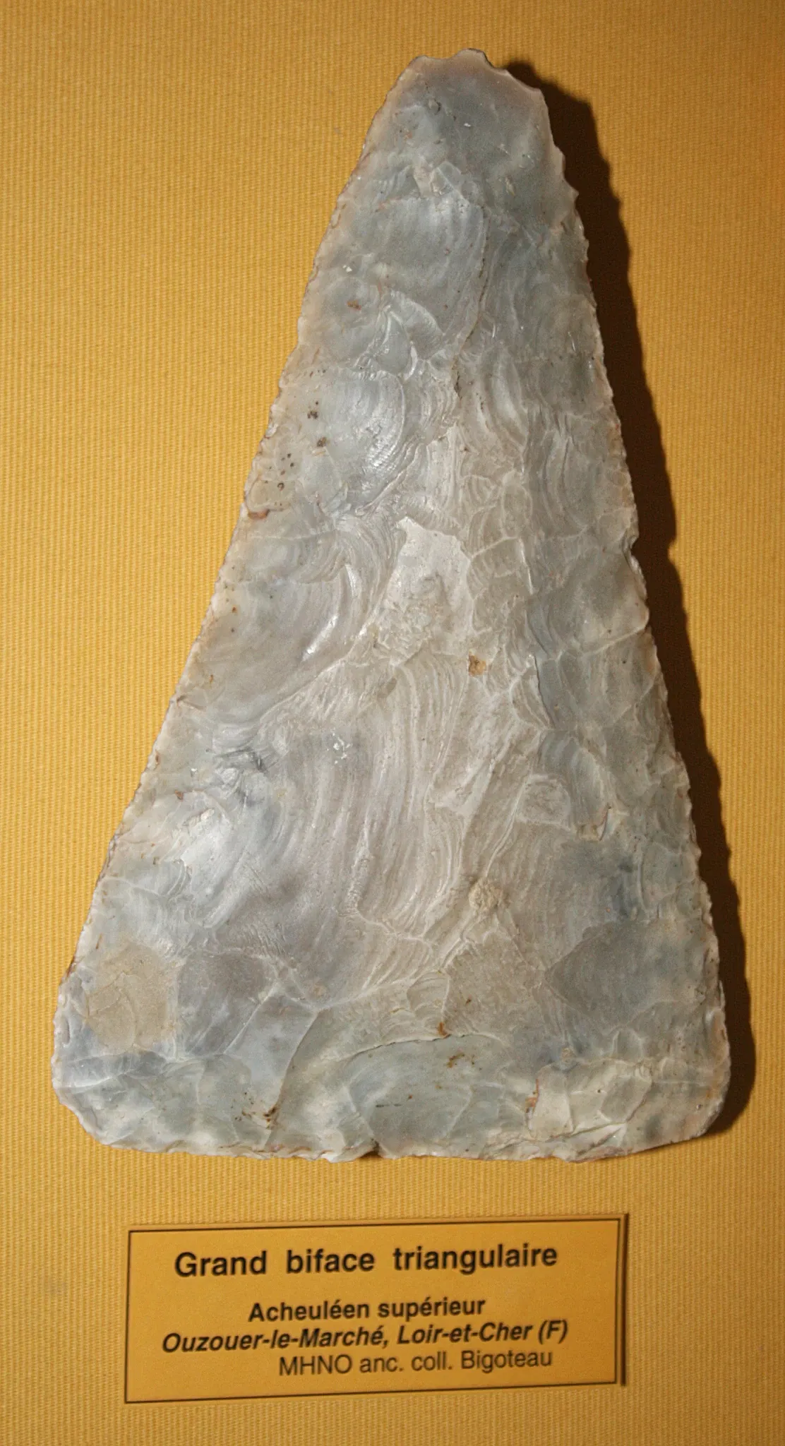 Muséum d'Orléans pour la Biodiversité et l'Environnement