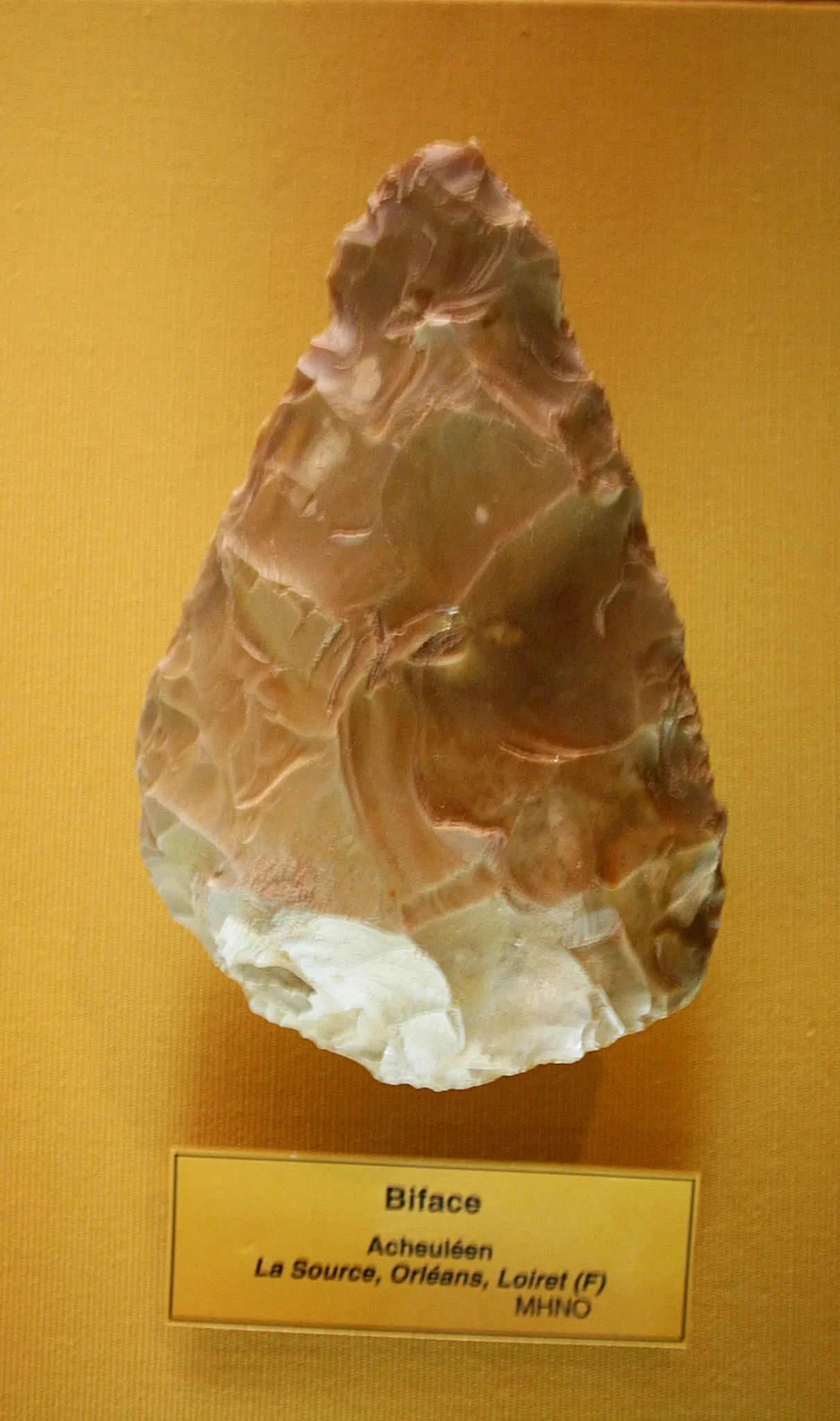 Muséum d'Orléans pour la Biodiversité et l'Environnement