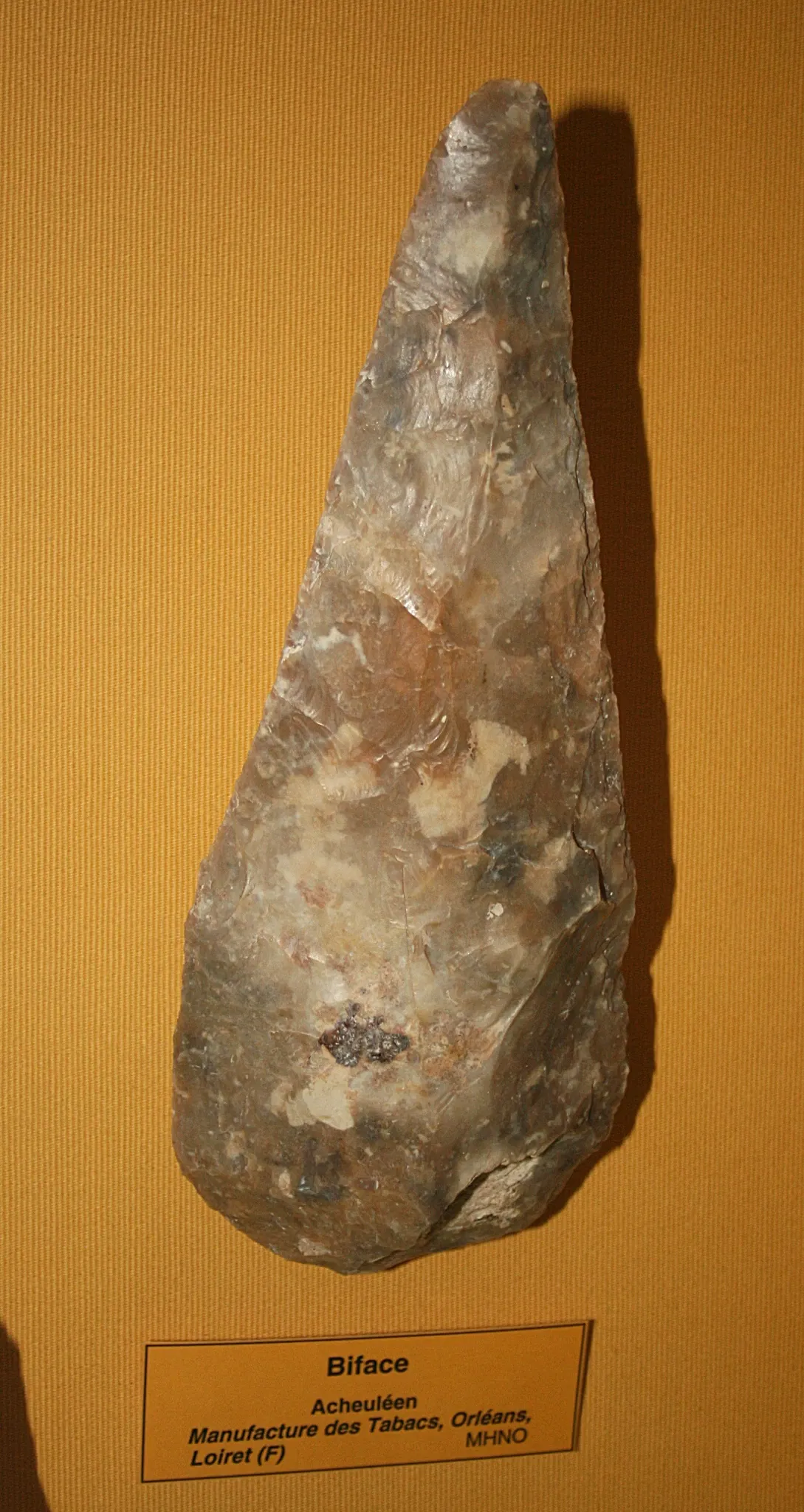 Muséum d'Orléans pour la Biodiversité et l'Environnement