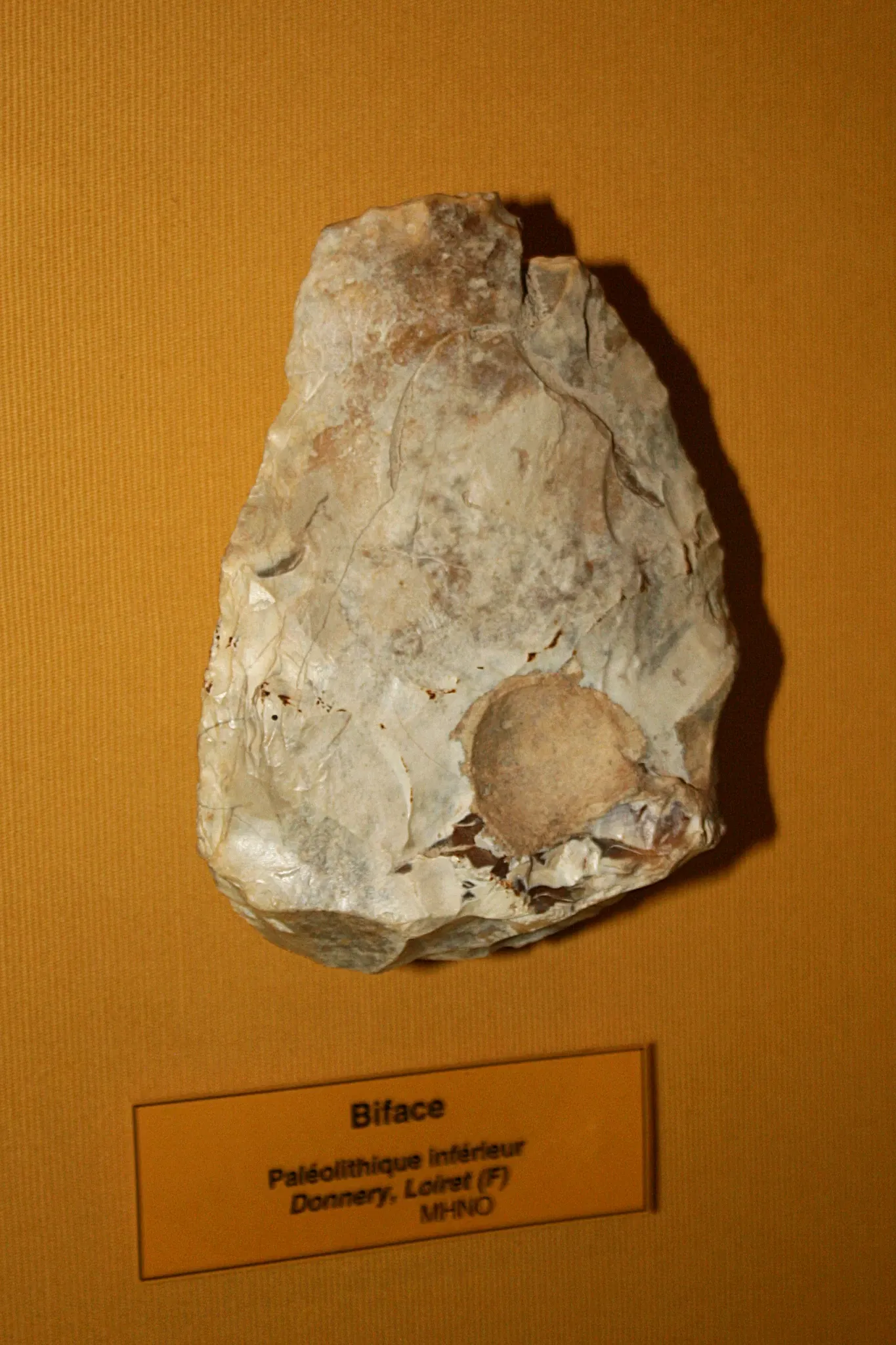 Muséum d'Orléans pour la Biodiversité et l'Environnement