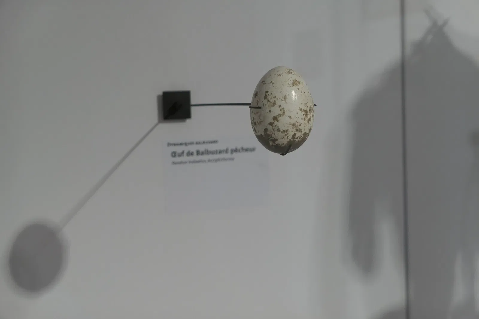 Muséum d'Orléans pour la Biodiversité et l'Environnement