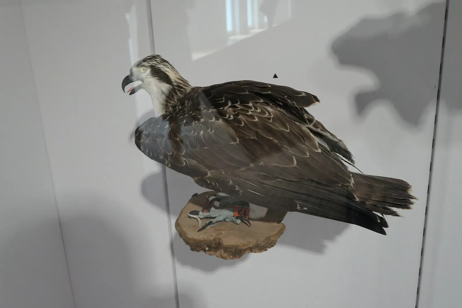 Muséum d'Orléans pour la Biodiversité et l'Environnement