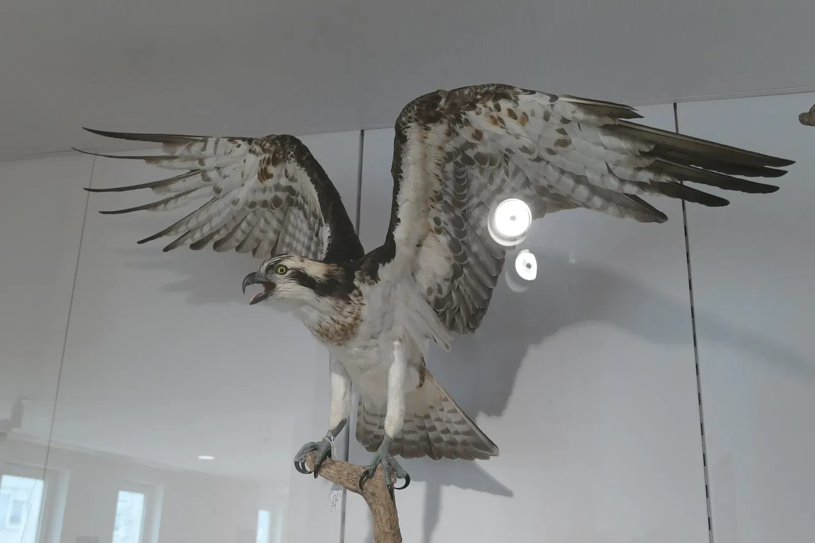 Muséum d'Orléans pour la Biodiversité et l'Environnement