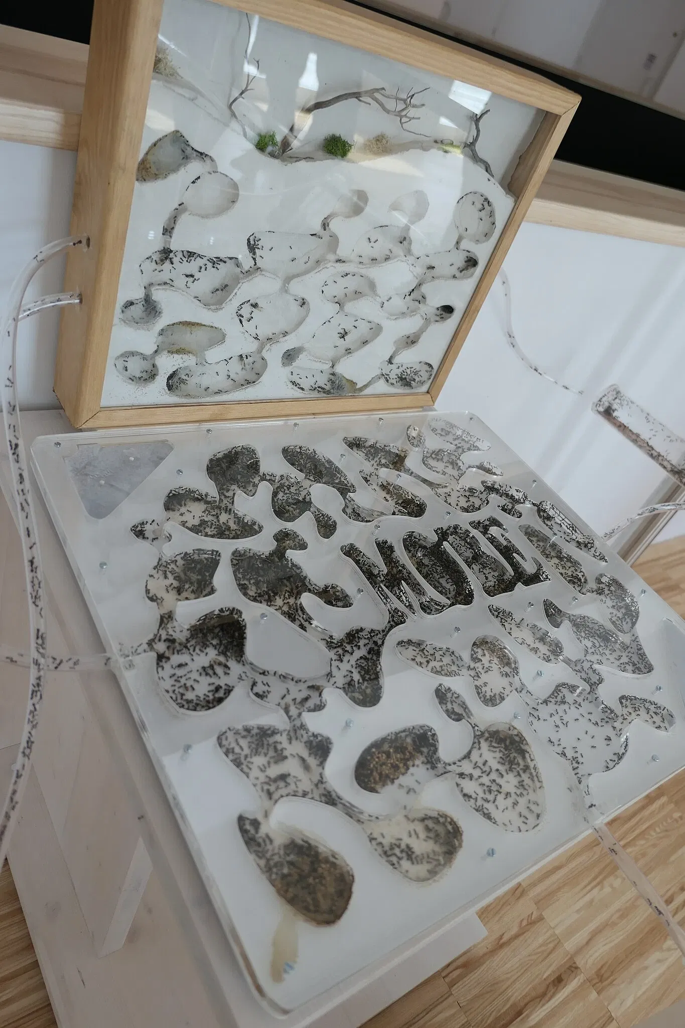 Muséum d'Orléans pour la Biodiversité et l'Environnement