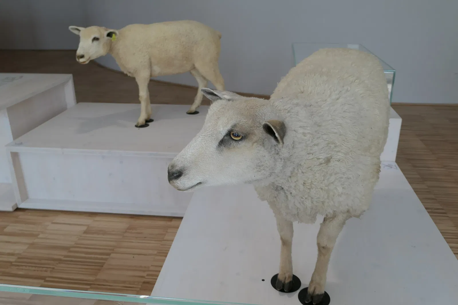 Muséum d'Orléans pour la Biodiversité et l'Environnement