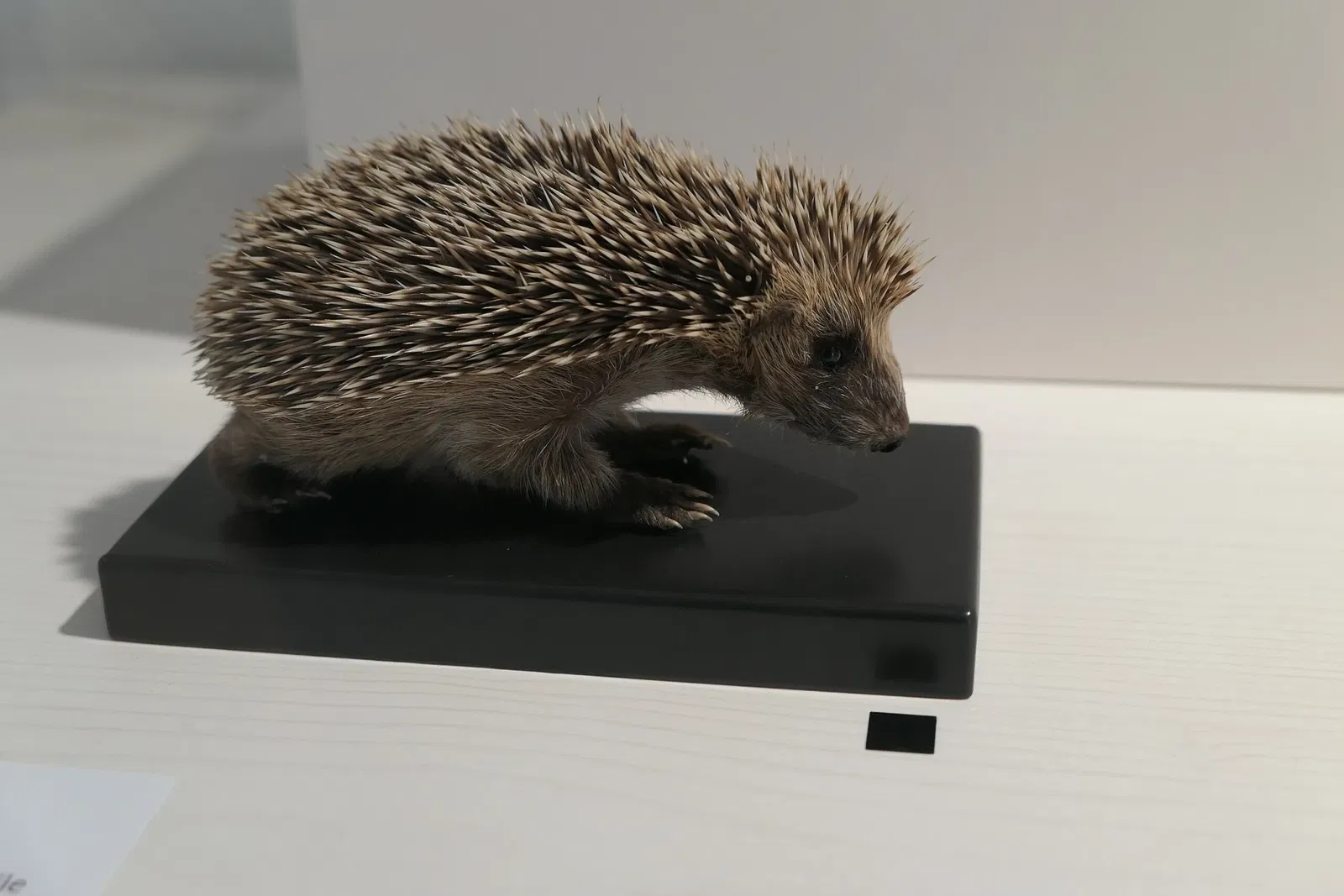 Muséum d'Orléans pour la Biodiversité et l'Environnement