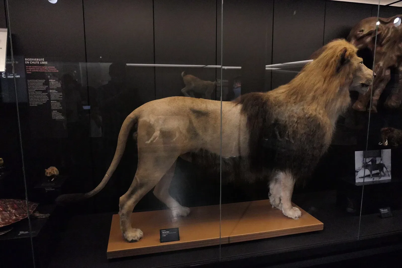 Muséum d'Orléans pour la Biodiversité et l'Environnement