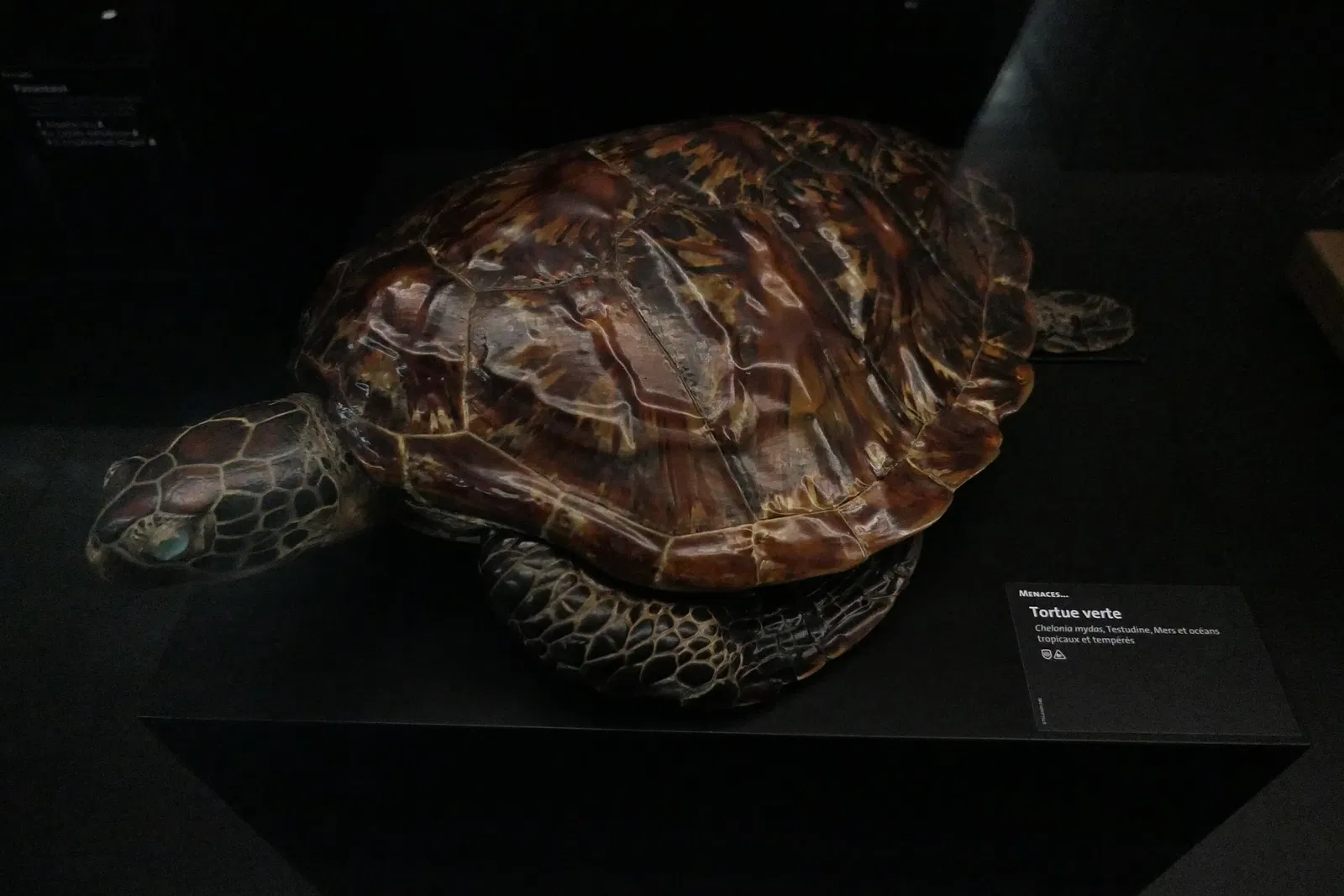 Muséum d'Orléans pour la Biodiversité et l'Environnement