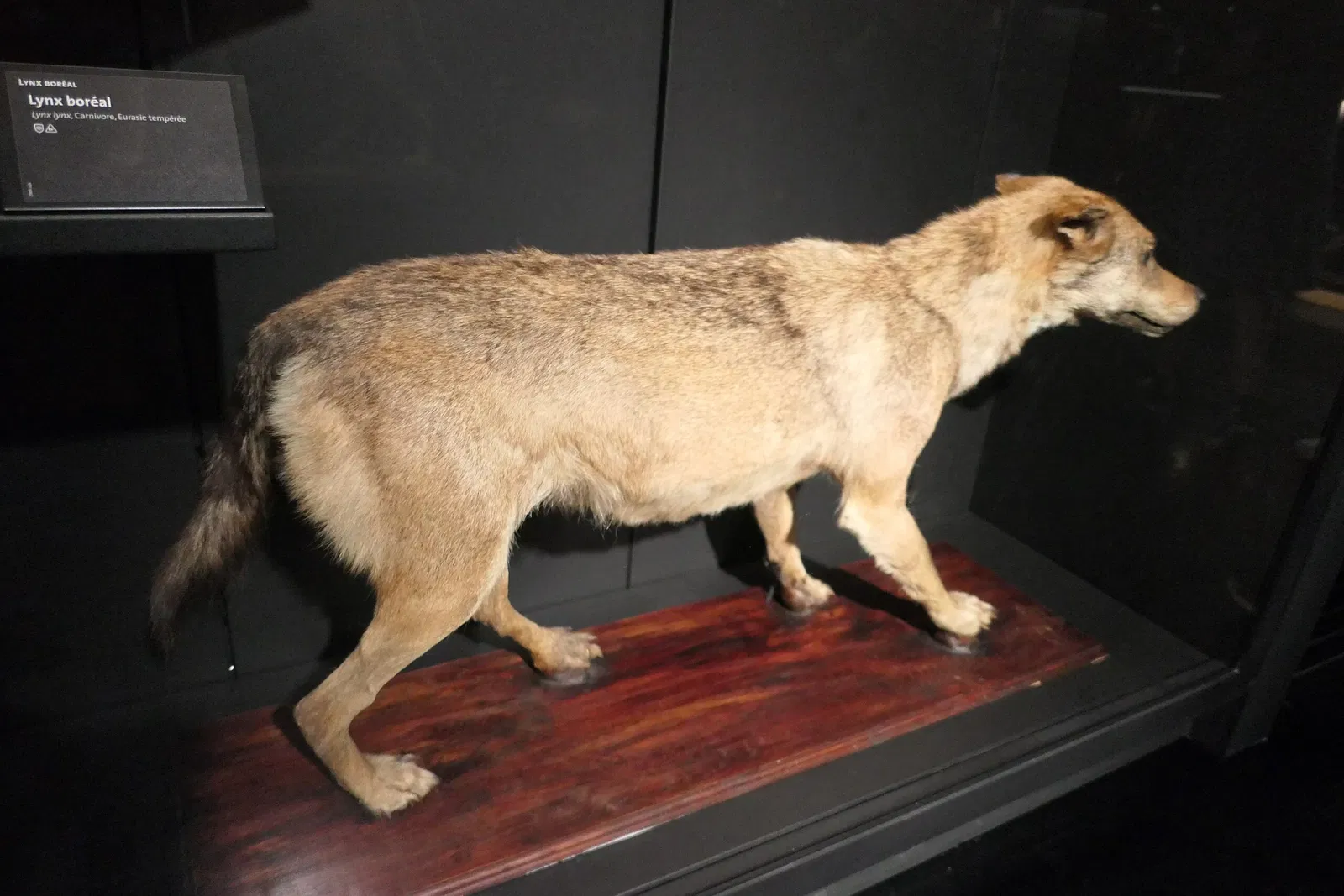 Muséum d'Orléans pour la Biodiversité et l'Environnement