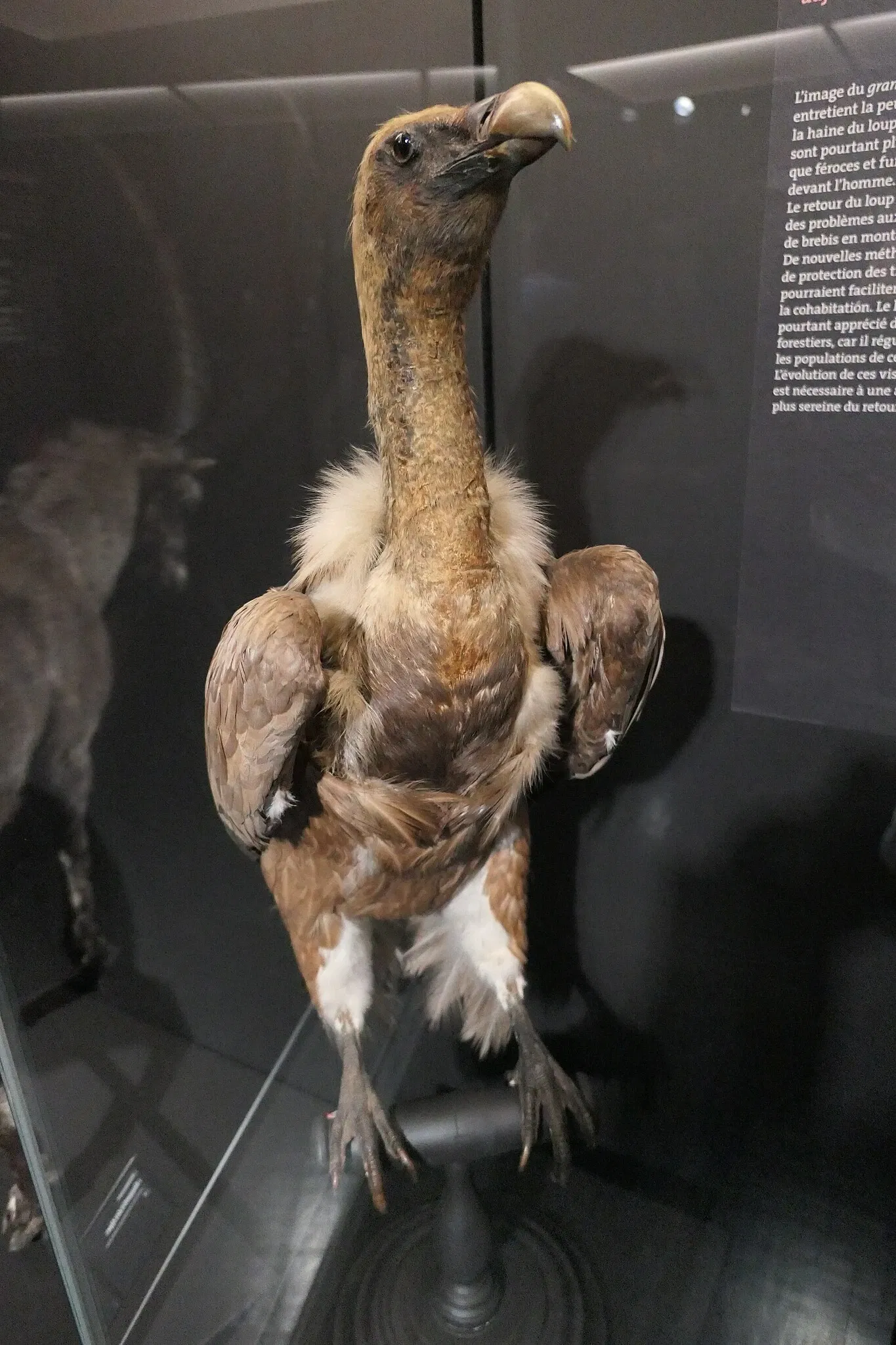Muséum d'Orléans pour la Biodiversité et l'Environnement