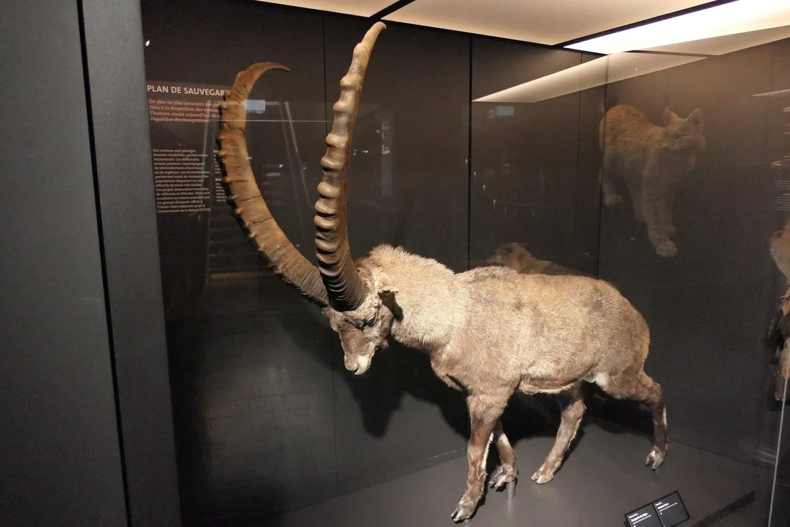 Muséum d'Orléans pour la Biodiversité et l'Environnement