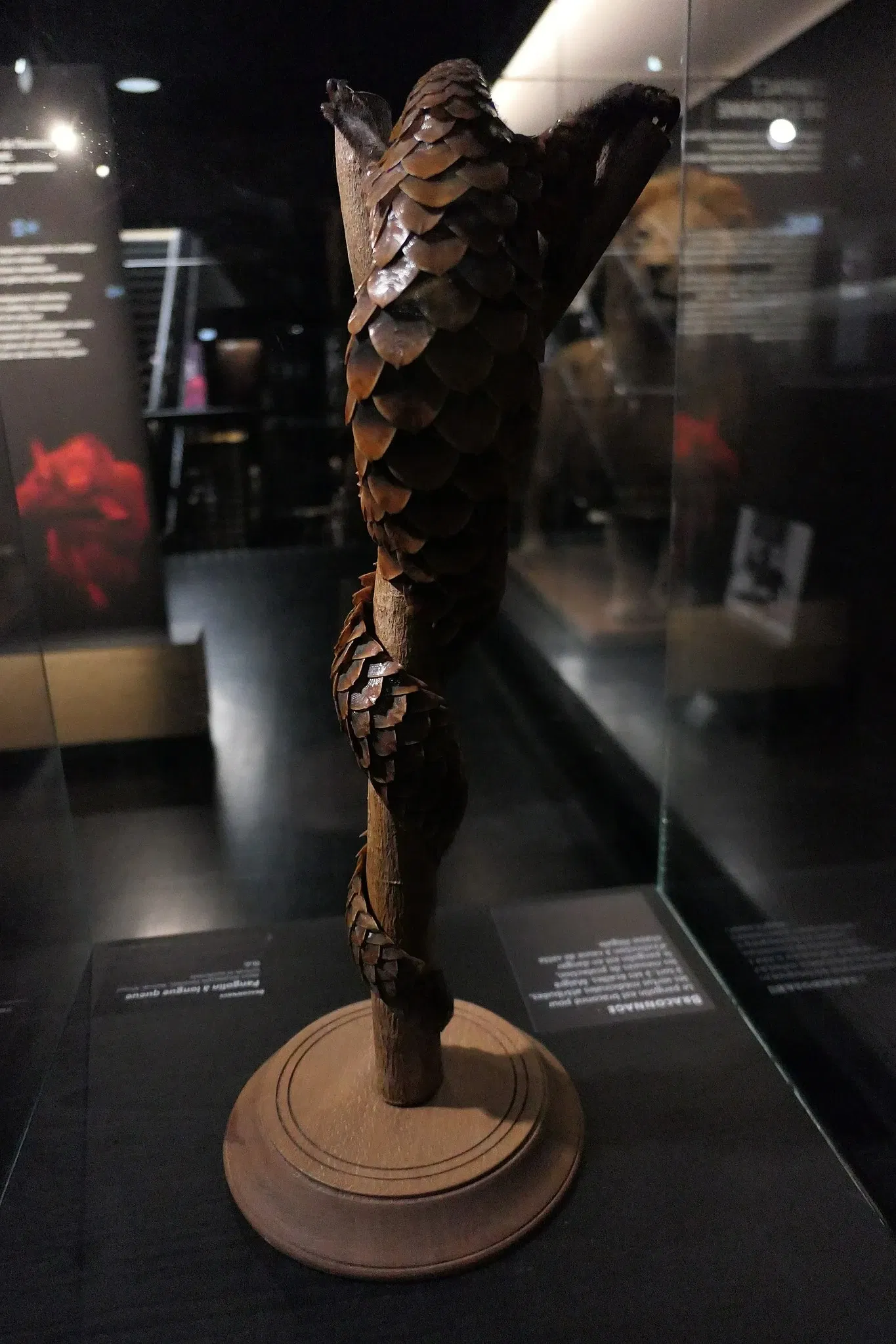 Muséum d'Orléans pour la Biodiversité et l'Environnement