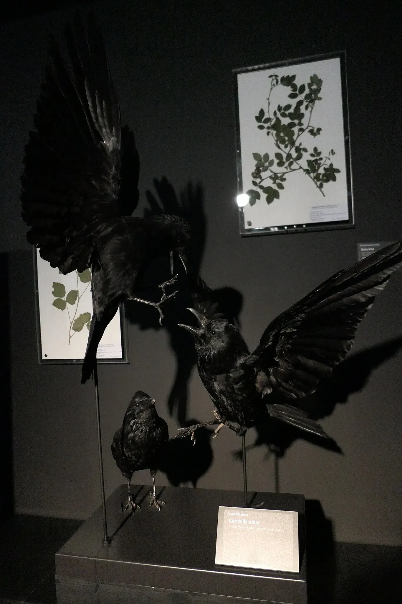 Muséum d'Orléans pour la Biodiversité et l'Environnement