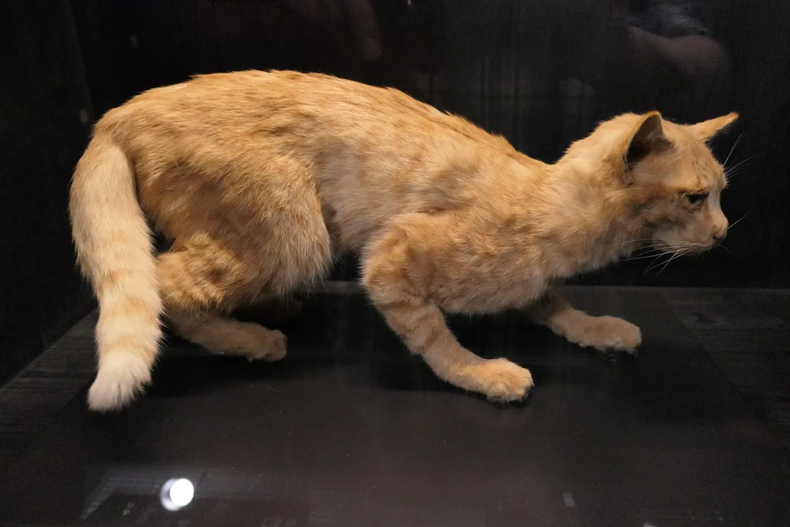 Muséum d'Orléans pour la Biodiversité et l'Environnement