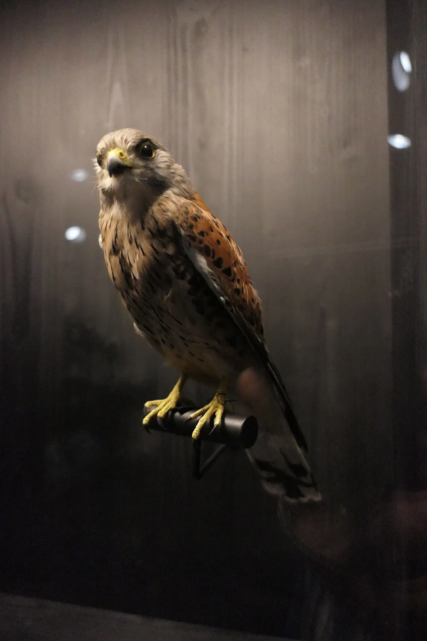 Muséum d'Orléans pour la Biodiversité et l'Environnement