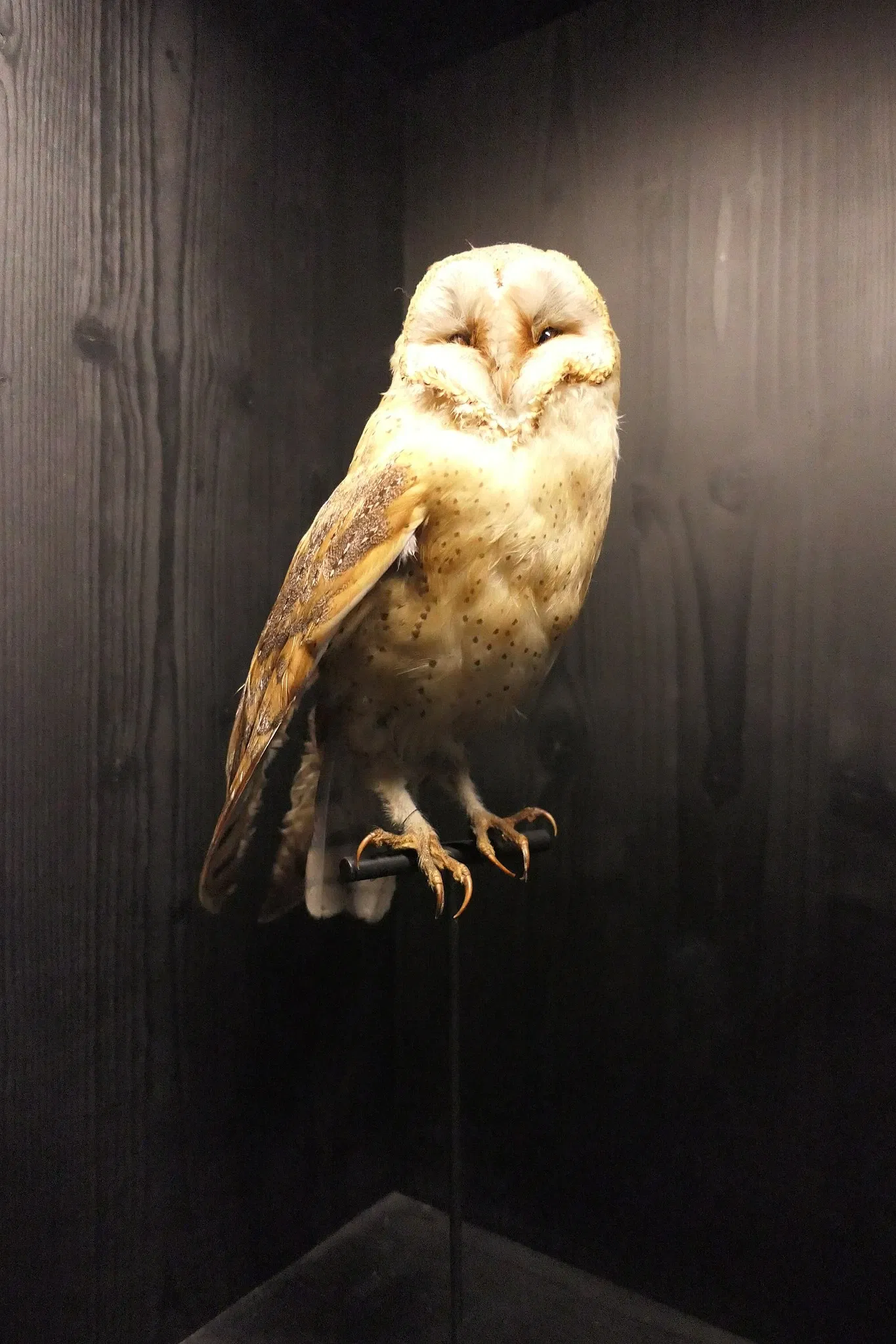 Muséum d'Orléans pour la Biodiversité et l'Environnement