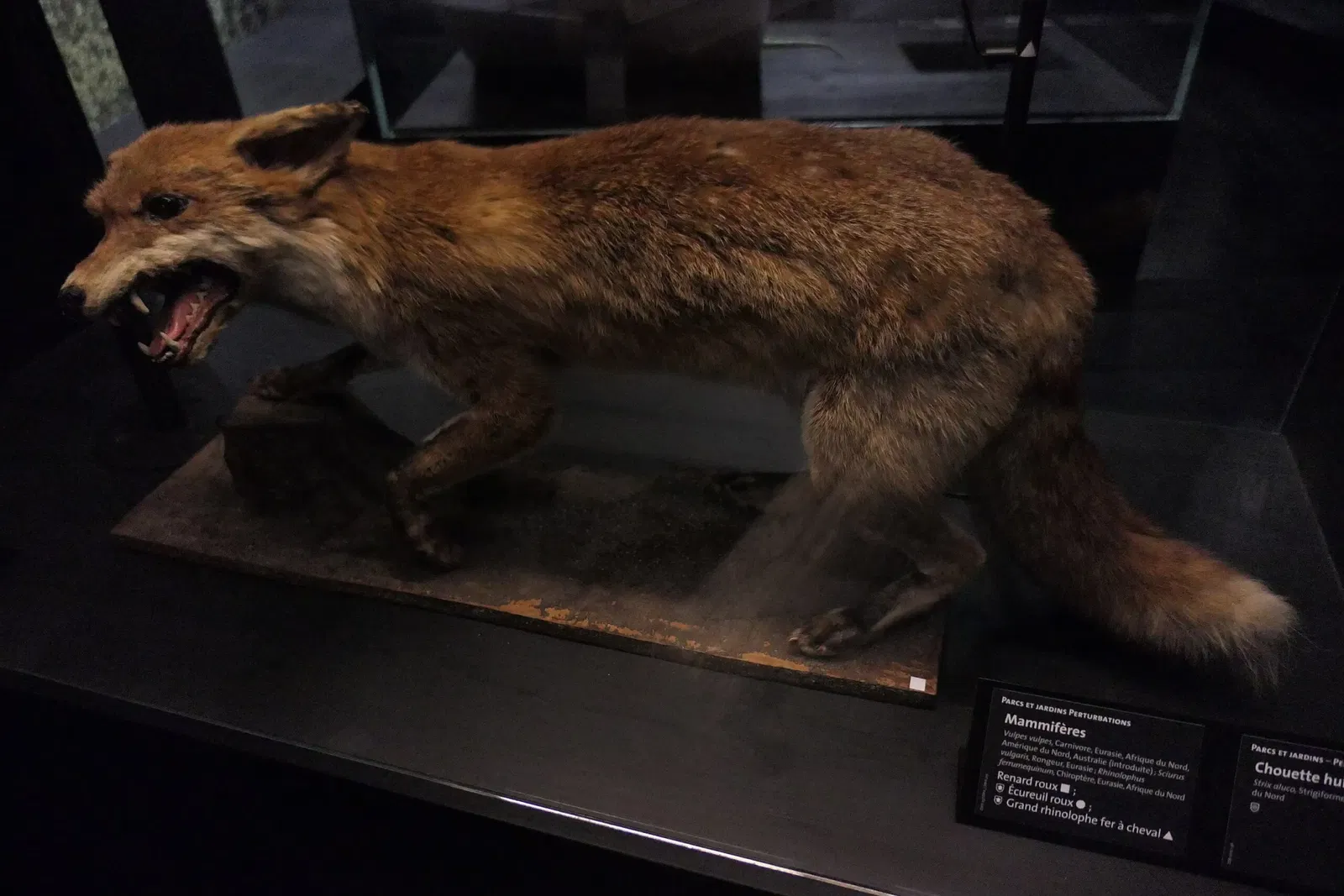 Muséum d'Orléans pour la Biodiversité et l'Environnement