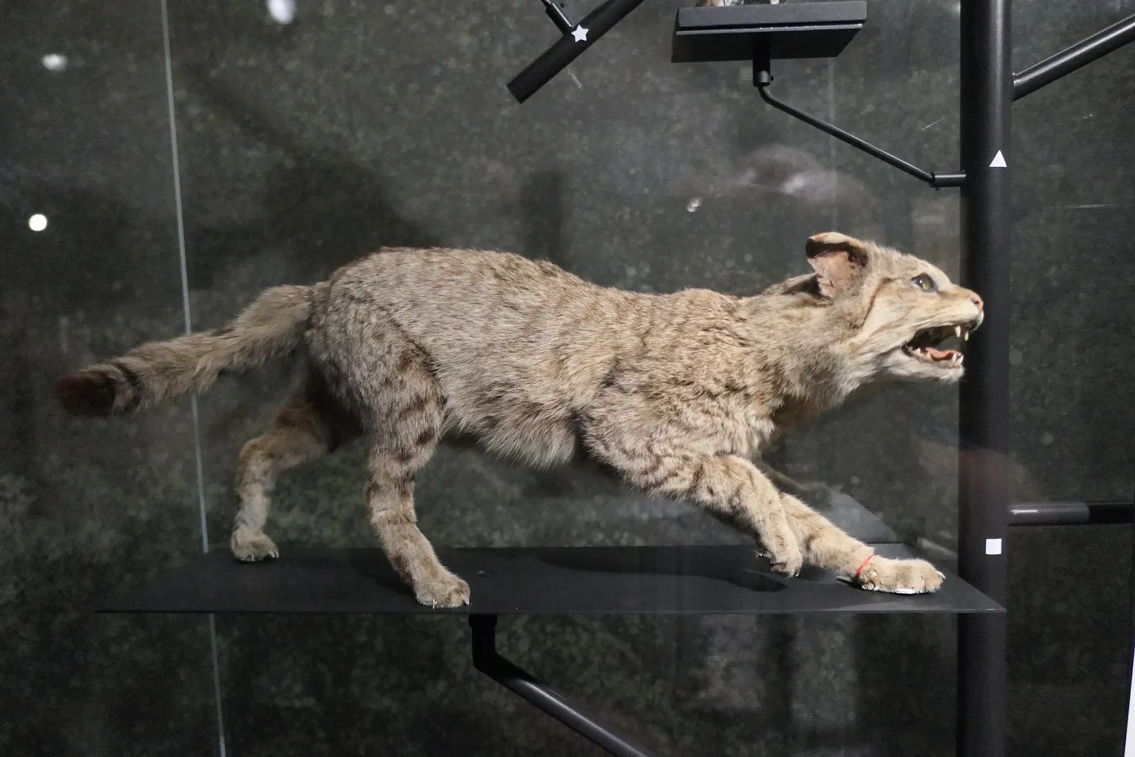 Muséum d'Orléans pour la Biodiversité et l'Environnement