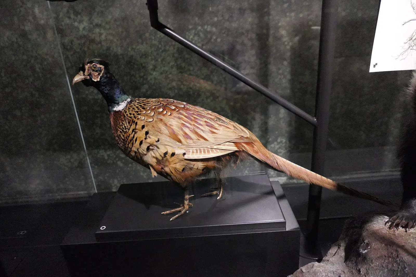 Muséum d'Orléans pour la Biodiversité et l'Environnement