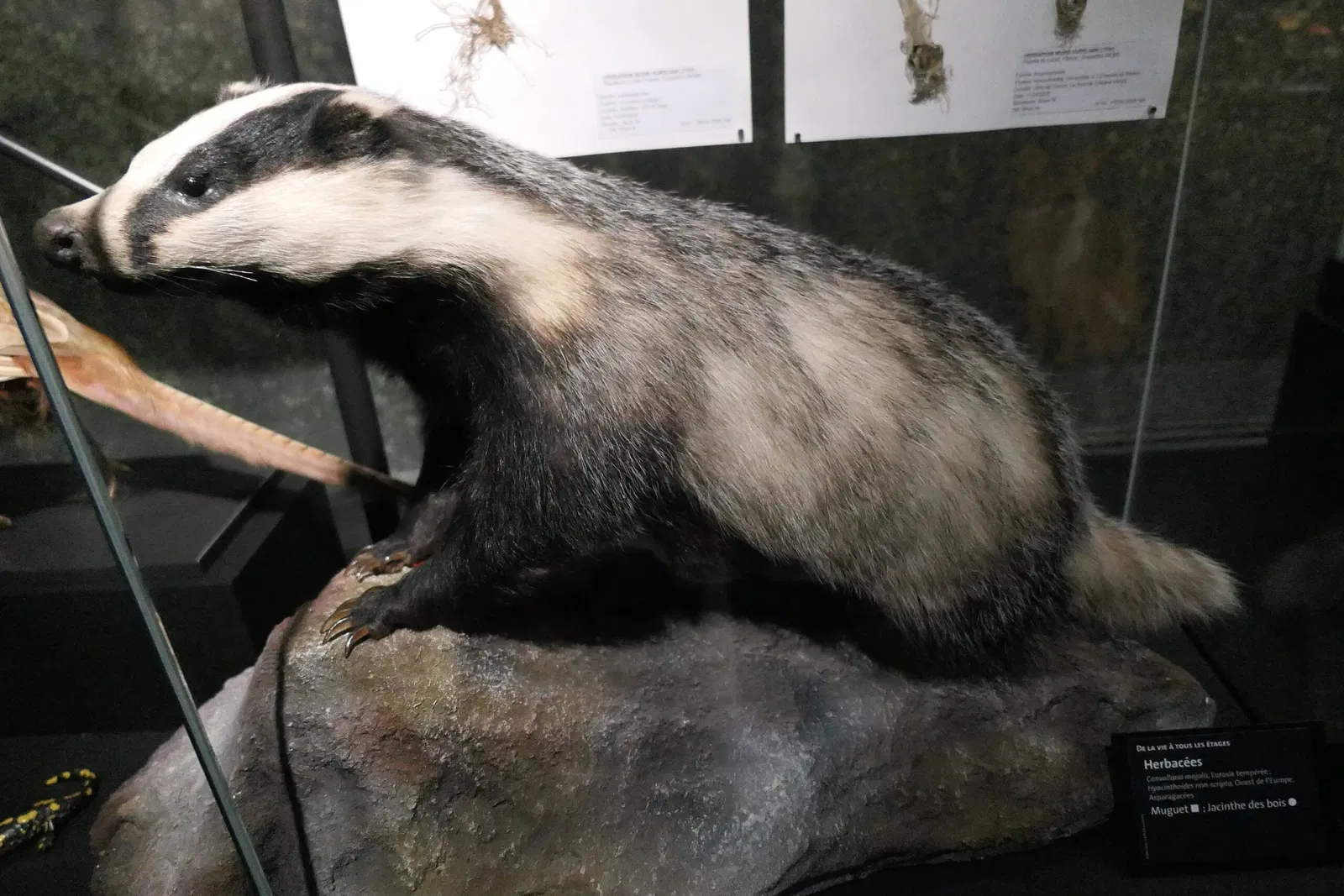 Muséum d'Orléans pour la Biodiversité et l'Environnement