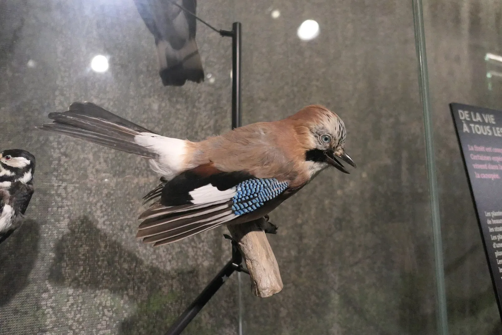Muséum d'Orléans pour la Biodiversité et l'Environnement