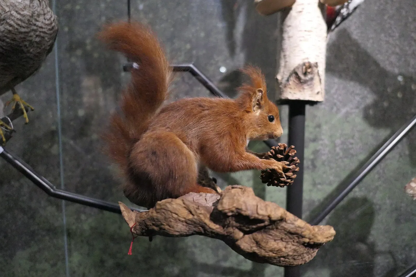 Muséum d'Orléans pour la Biodiversité et l'Environnement