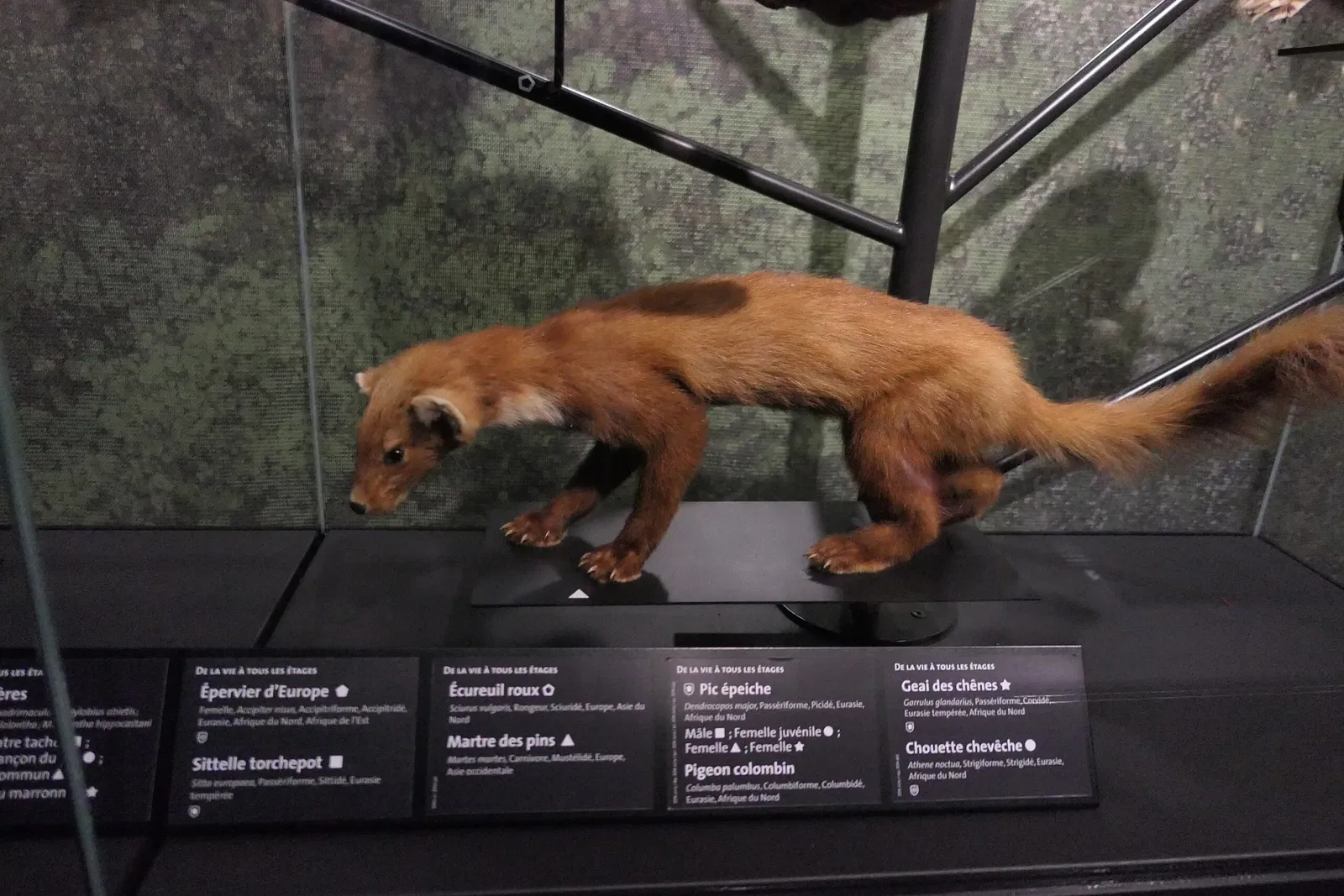 Muséum d'Orléans pour la Biodiversité et l'Environnement