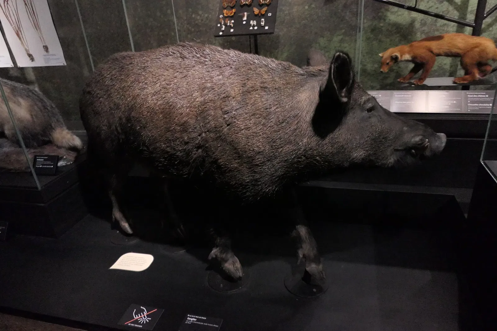 Muséum d'Orléans pour la Biodiversité et l'Environnement