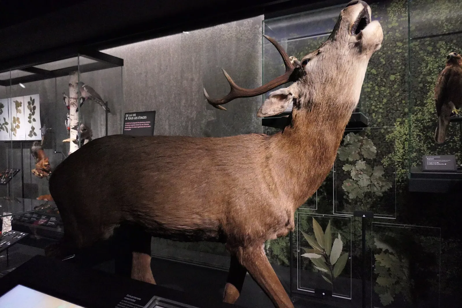 Muséum d'Orléans pour la Biodiversité et l'Environnement