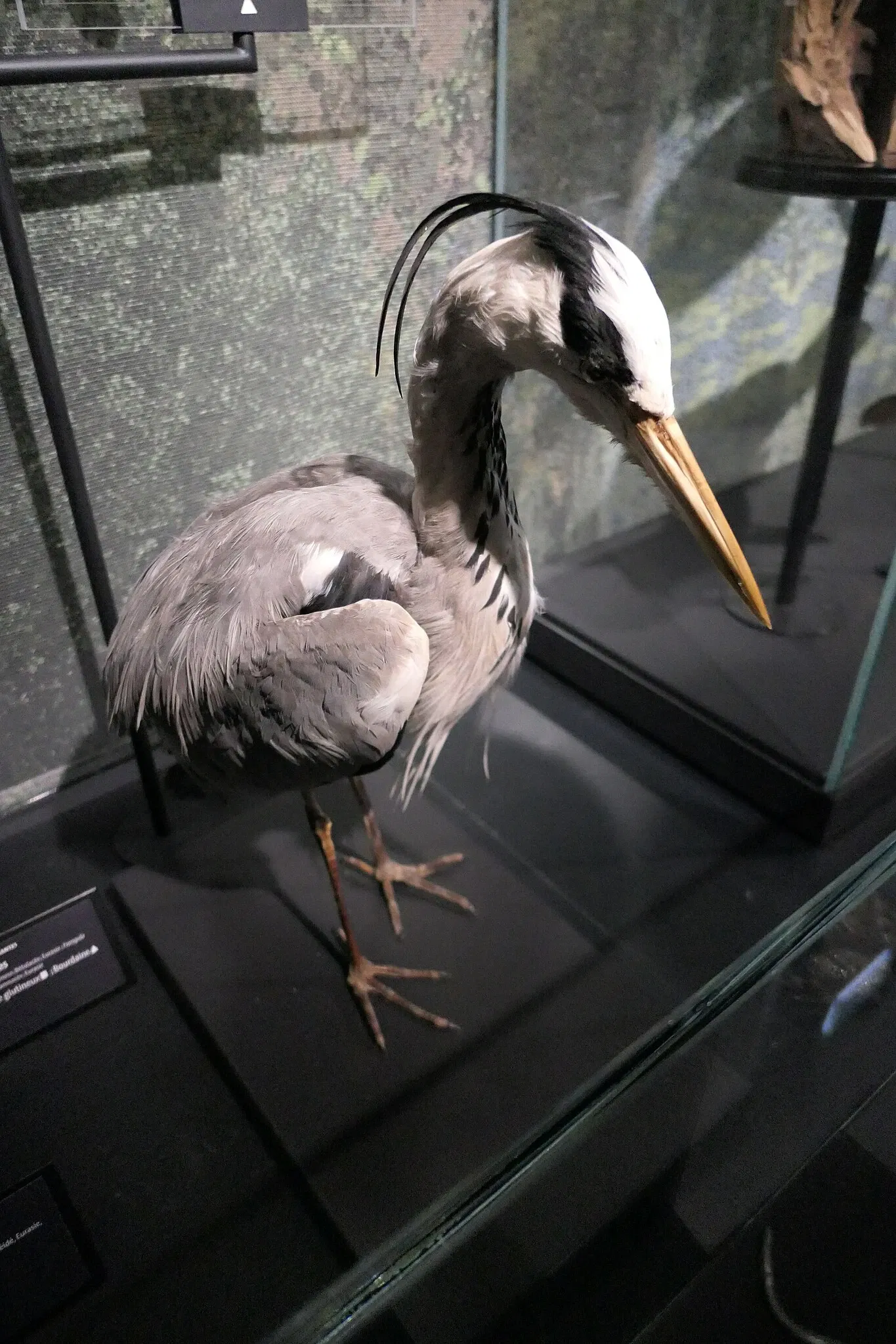 Muséum d'Orléans pour la Biodiversité et l'Environnement