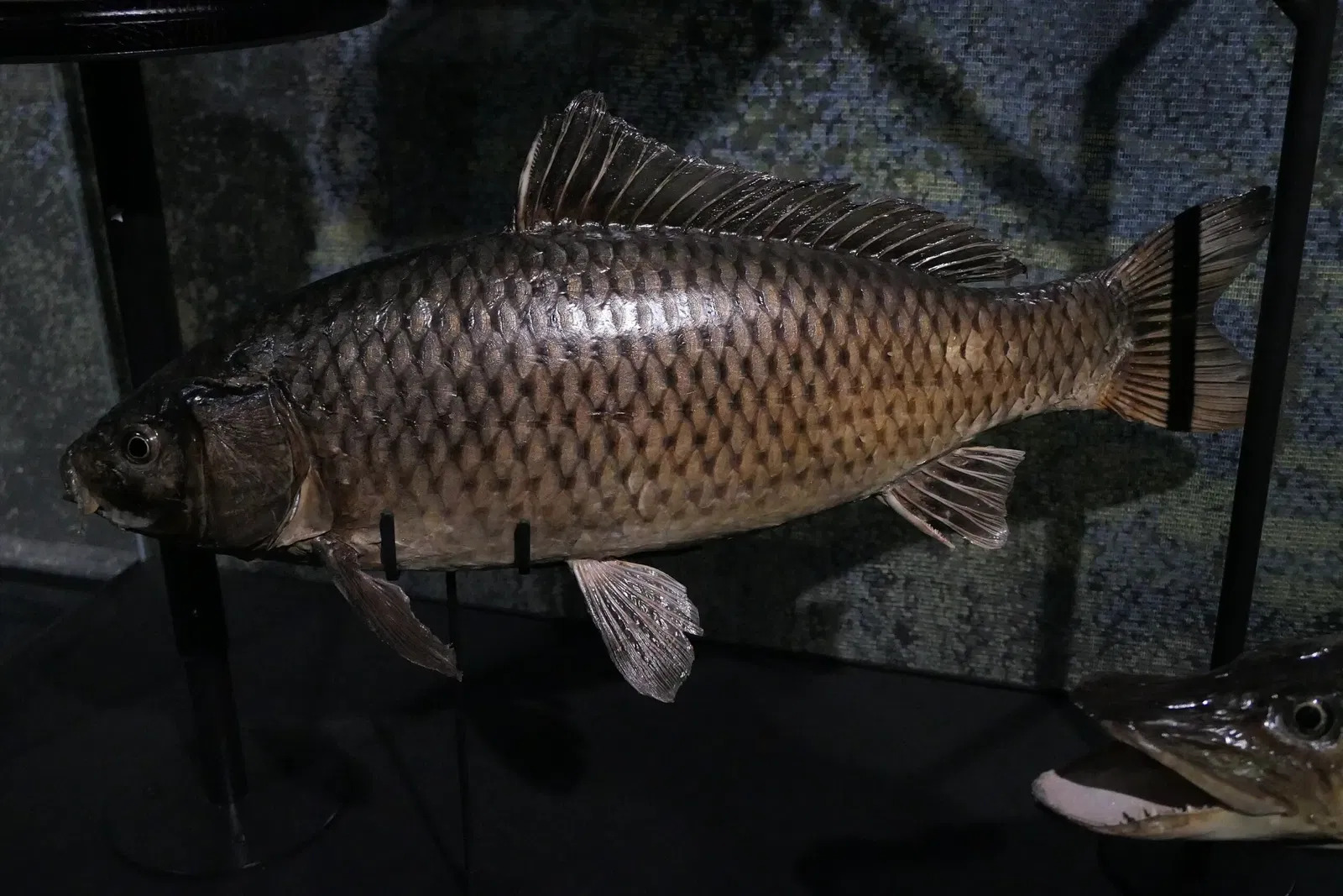 Muséum d'Orléans pour la Biodiversité et l'Environnement