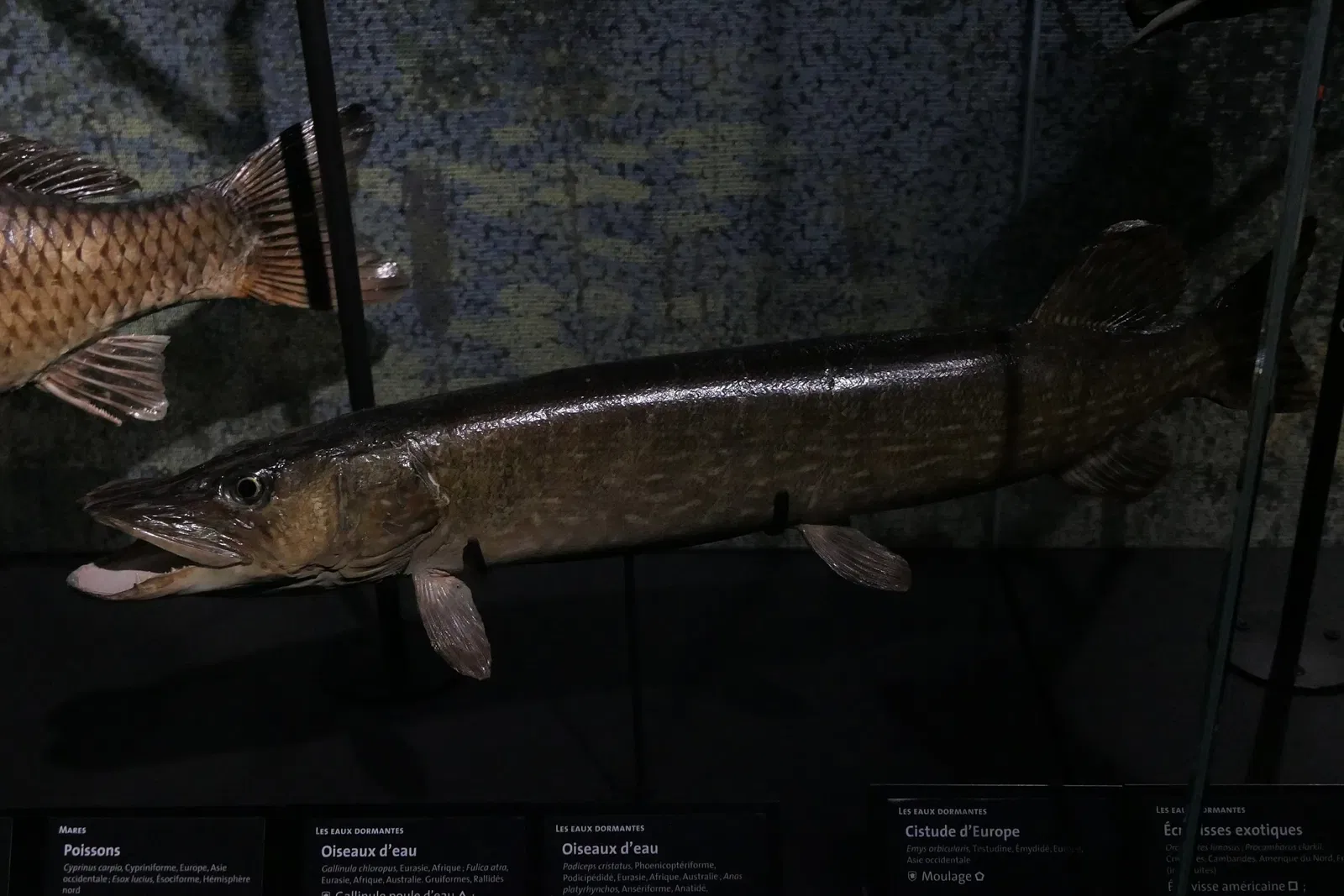 Muséum d'Orléans pour la Biodiversité et l'Environnement