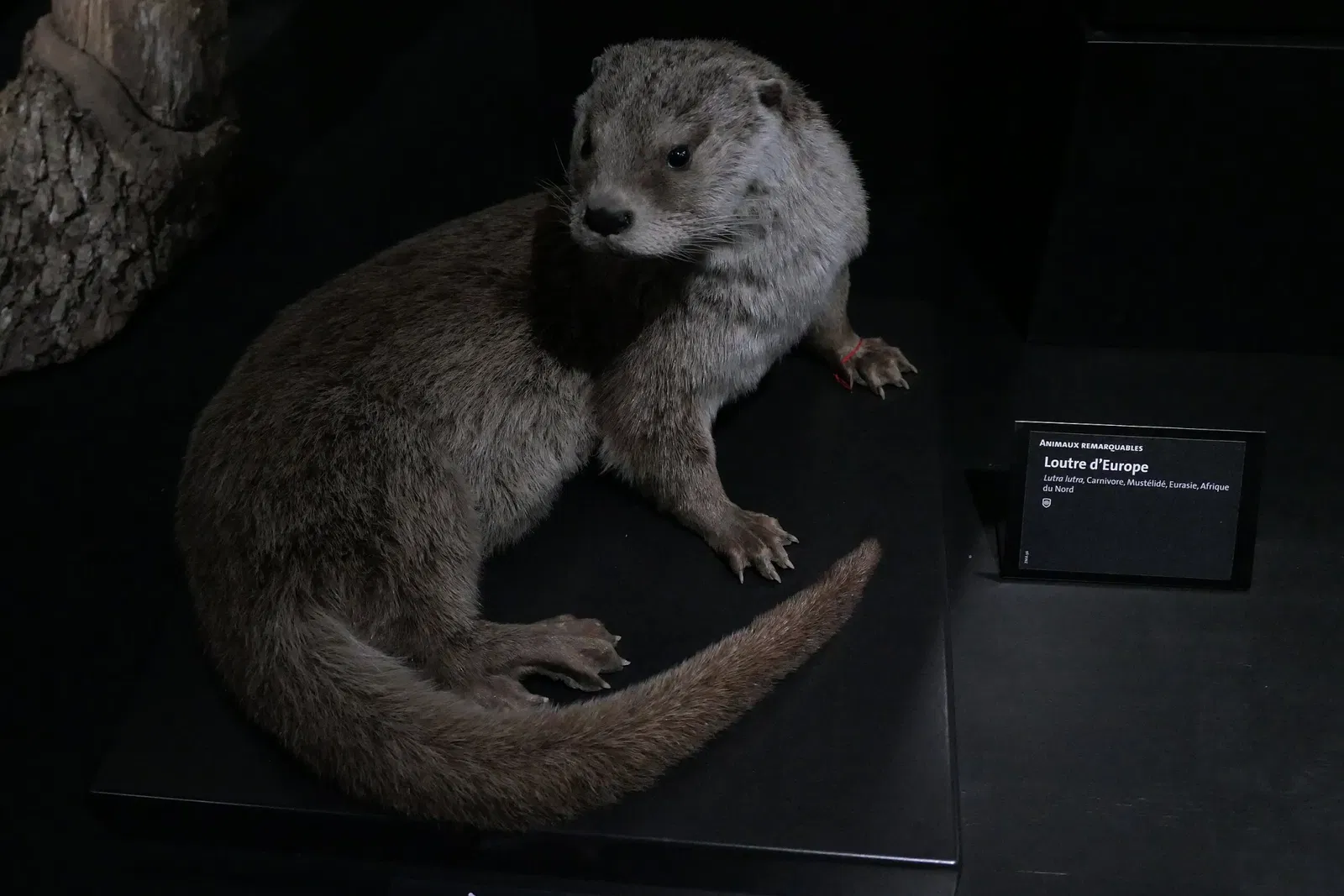 Muséum d'Orléans pour la Biodiversité et l'Environnement
