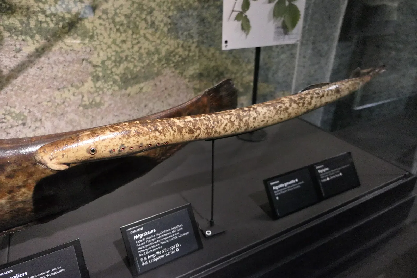 Muséum d'Orléans pour la Biodiversité et l'Environnement