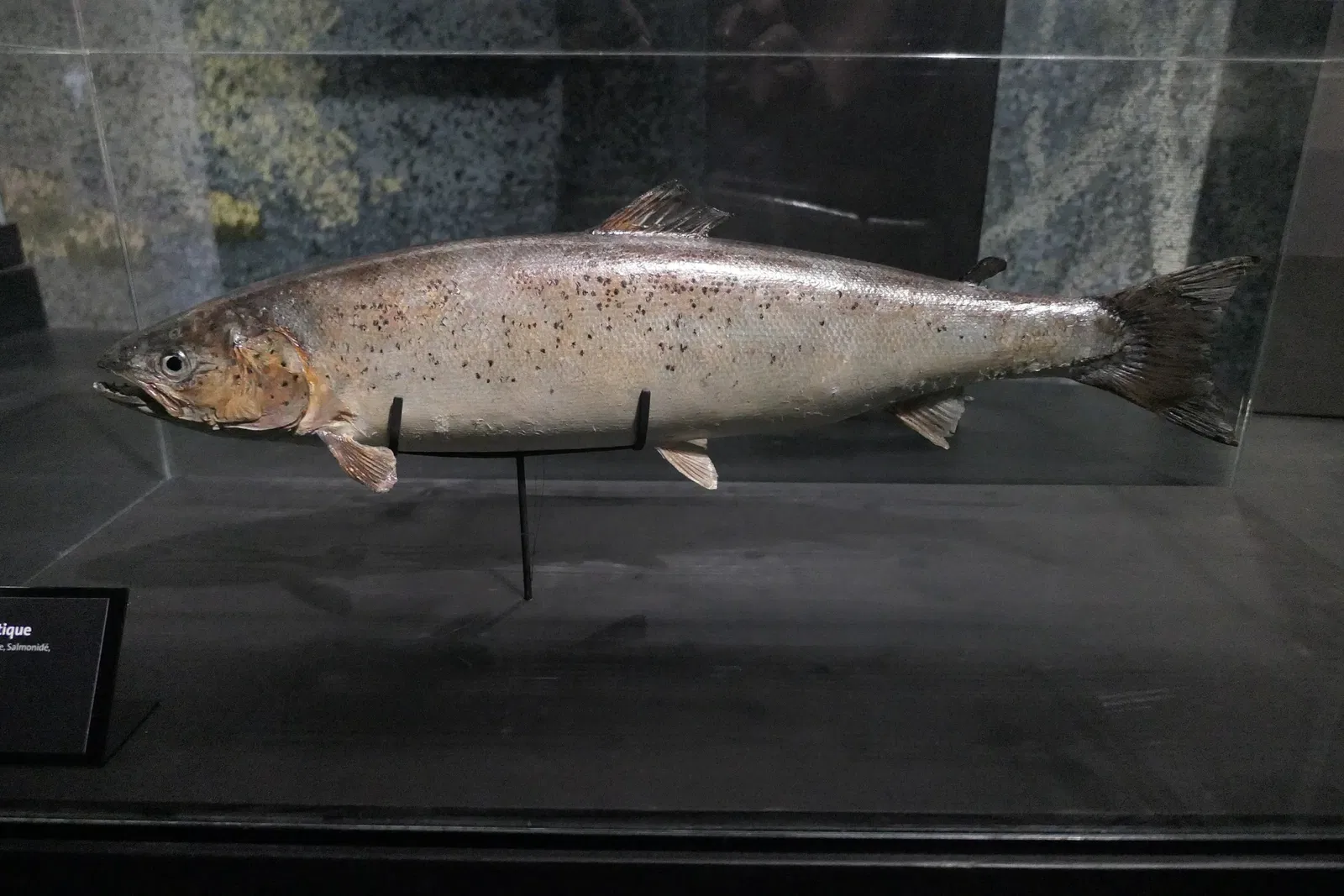 Muséum d'Orléans pour la Biodiversité et l'Environnement