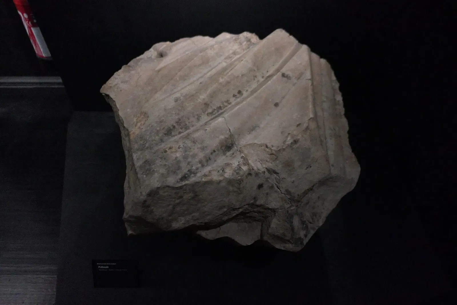 Muséum d'Orléans pour la Biodiversité et l'Environnement