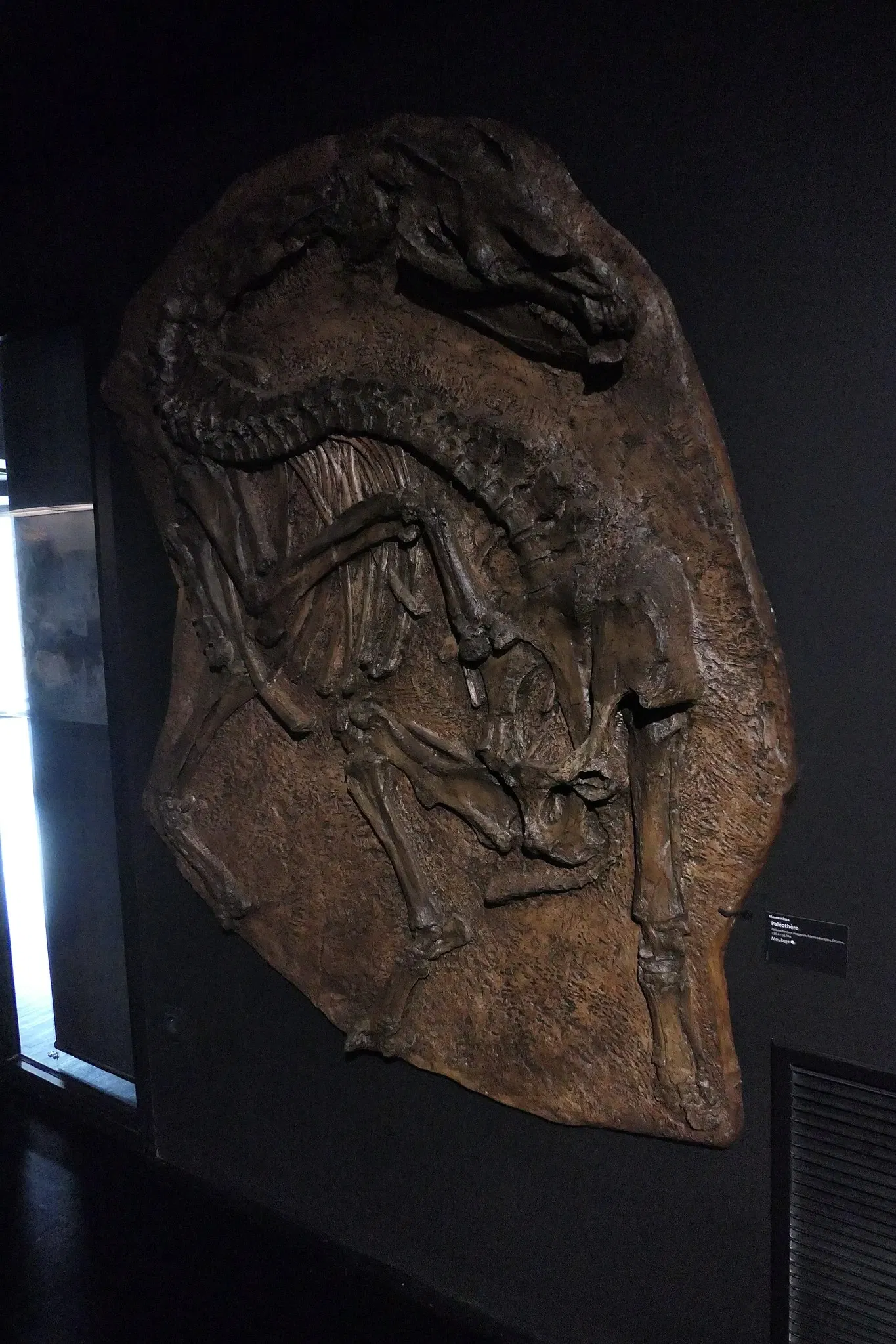 Muséum d'Orléans pour la Biodiversité et l'Environnement