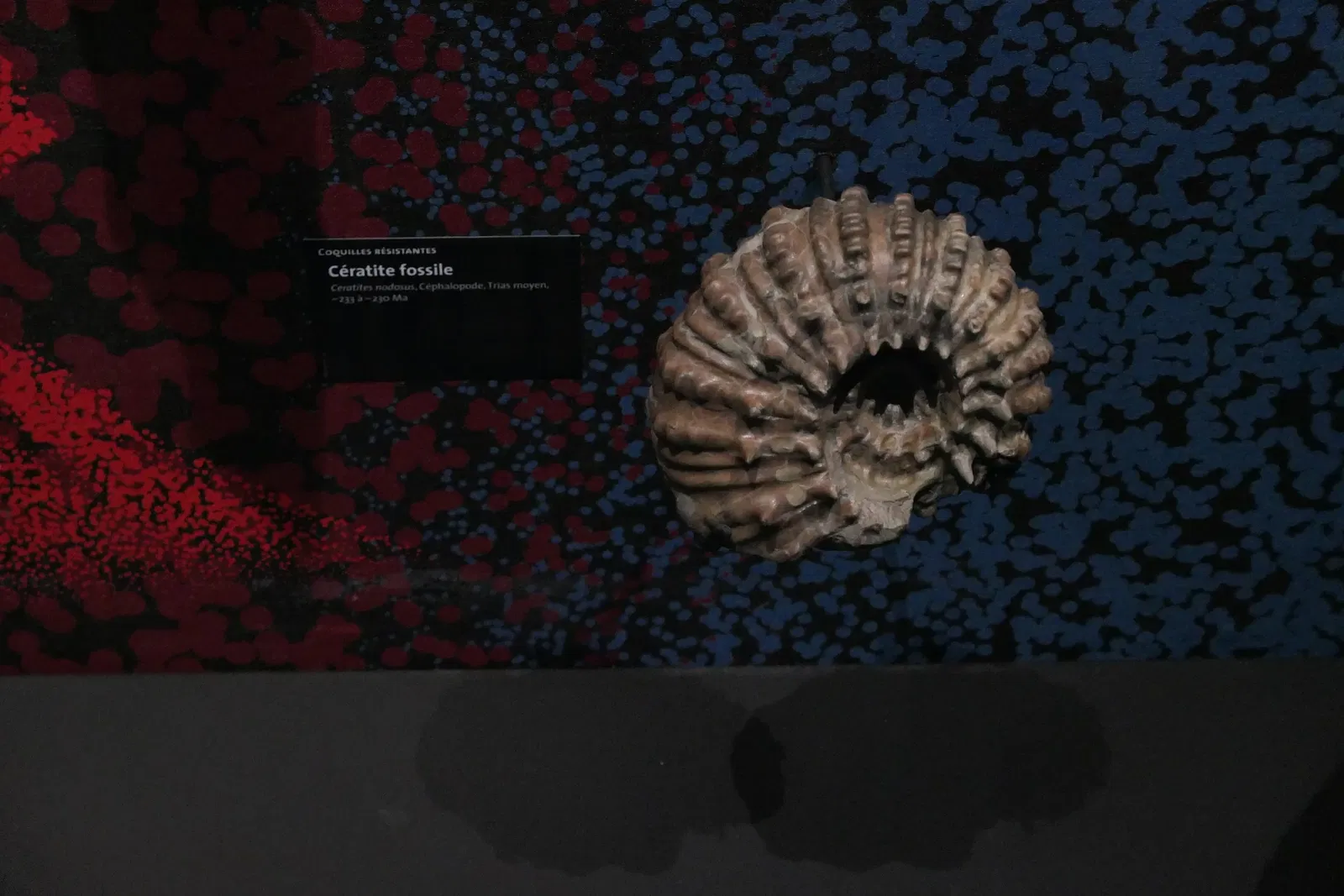 Muséum d'Orléans pour la Biodiversité et l'Environnement