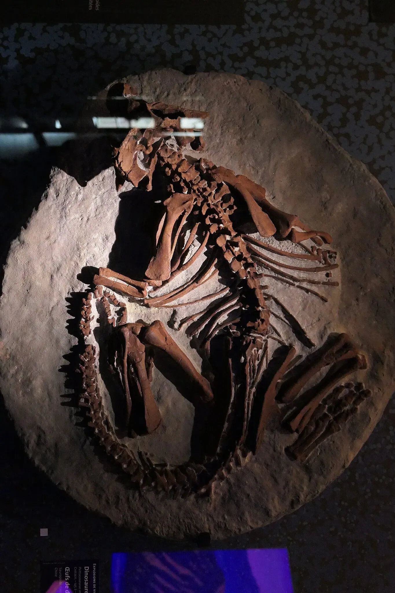 Muséum d'Orléans pour la Biodiversité et l'Environnement