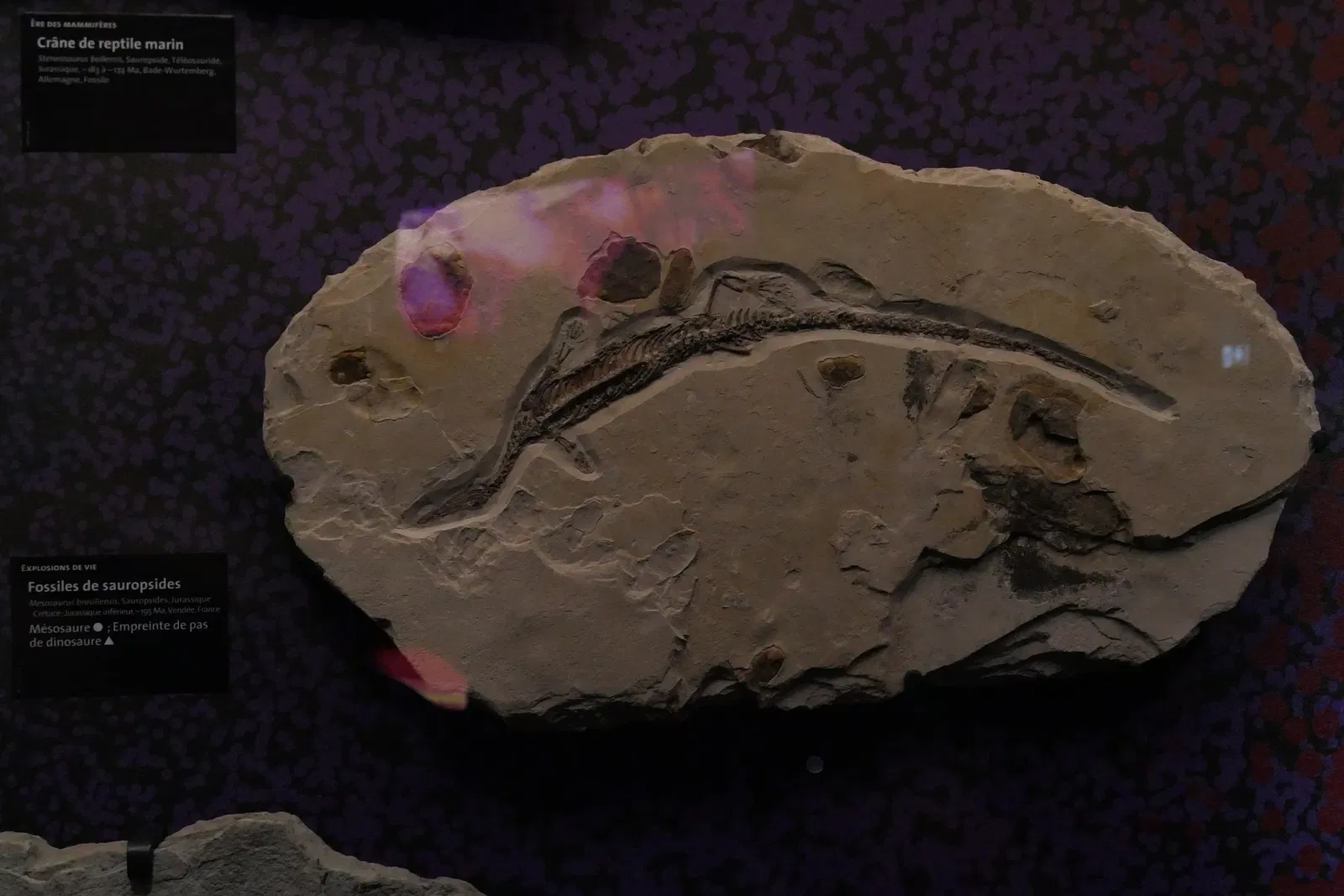 Muséum d'Orléans pour la Biodiversité et l'Environnement