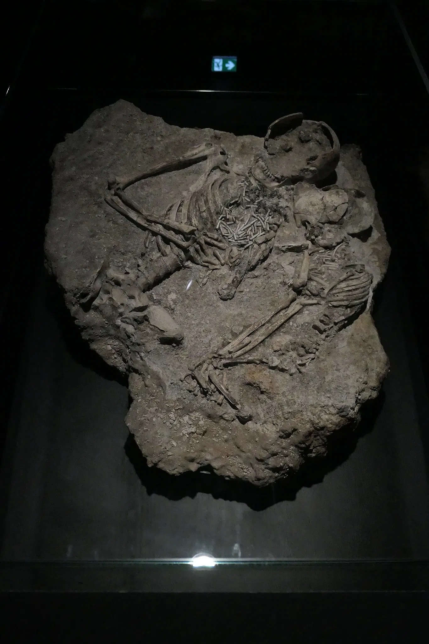 Muséum d'Orléans pour la Biodiversité et l'Environnement