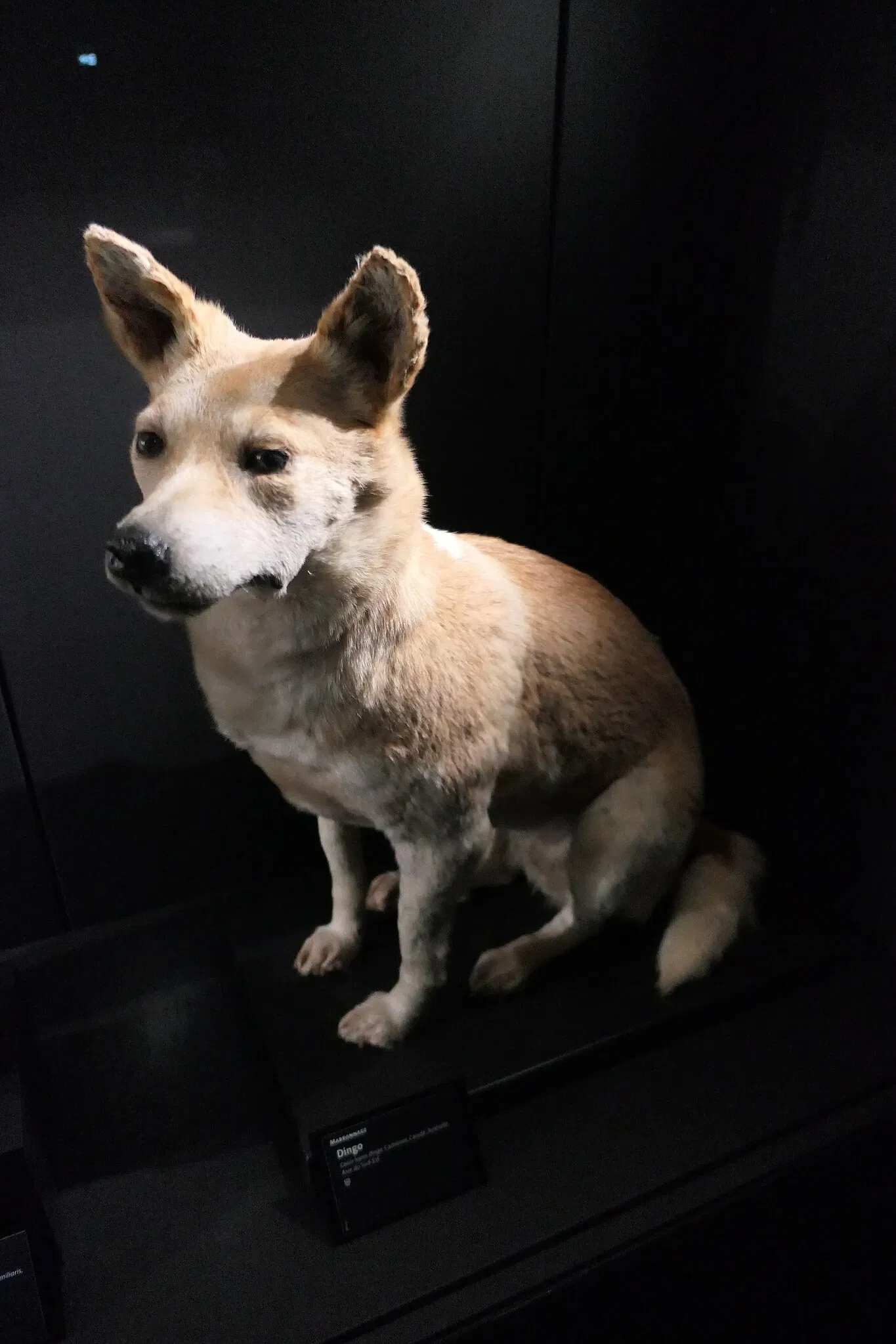 Muséum d'Orléans pour la Biodiversité et l'Environnement