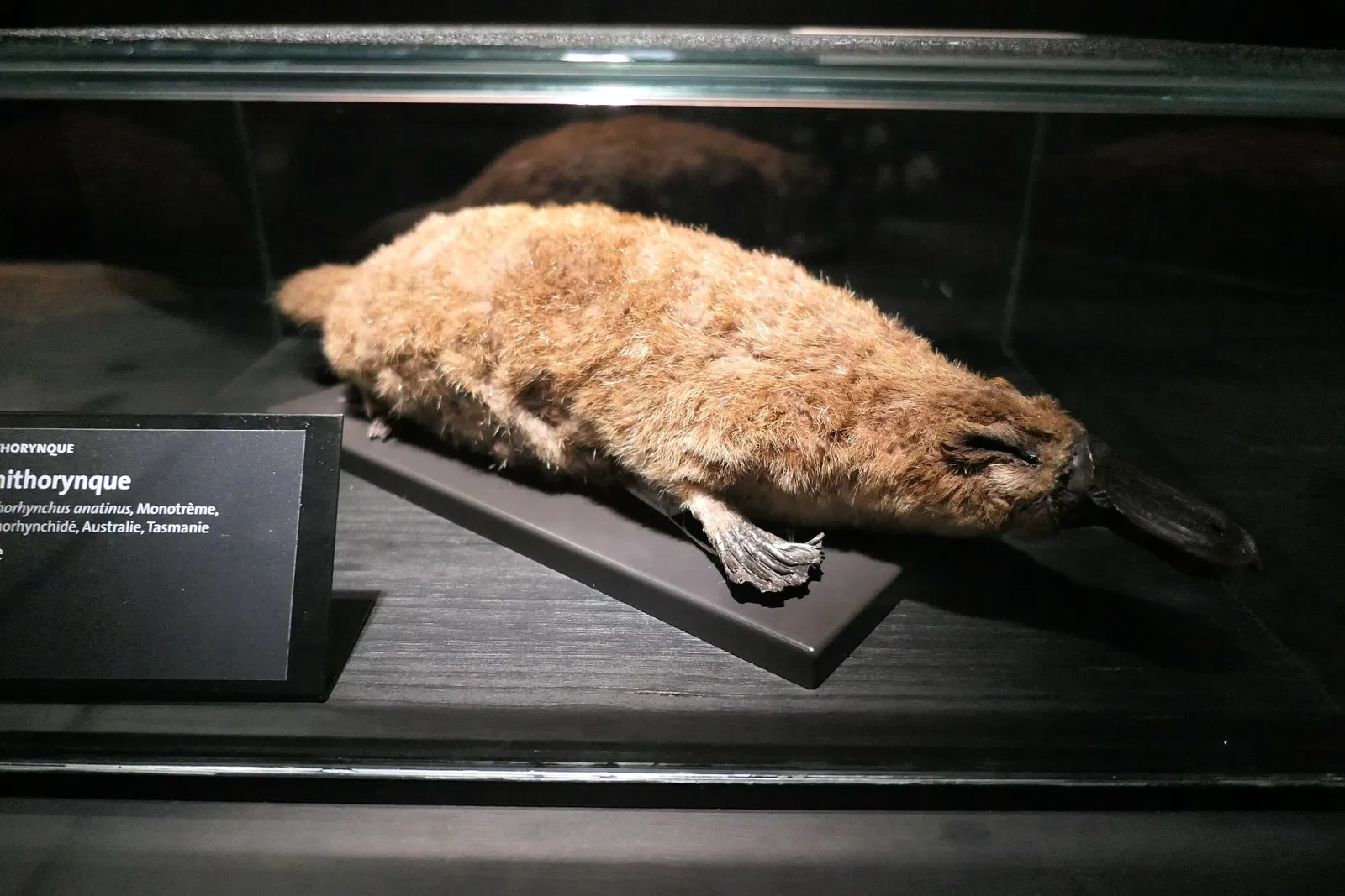 Muséum d'Orléans pour la Biodiversité et l'Environnement