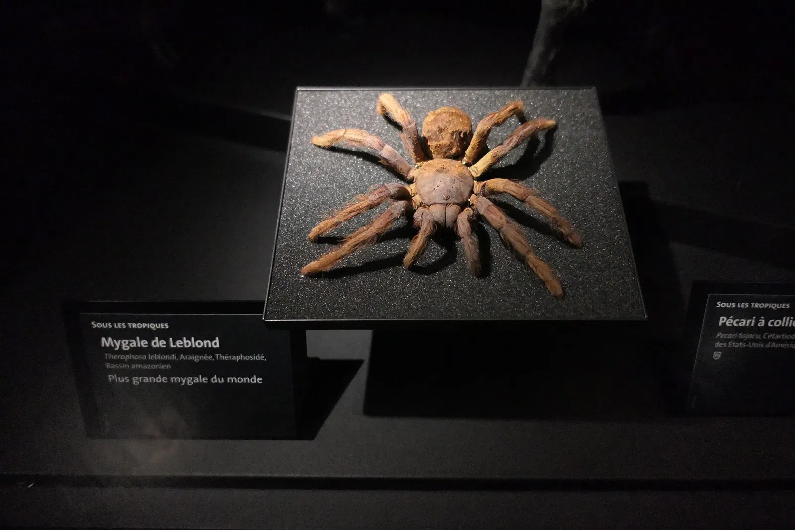 Muséum d'Orléans pour la Biodiversité et l'Environnement