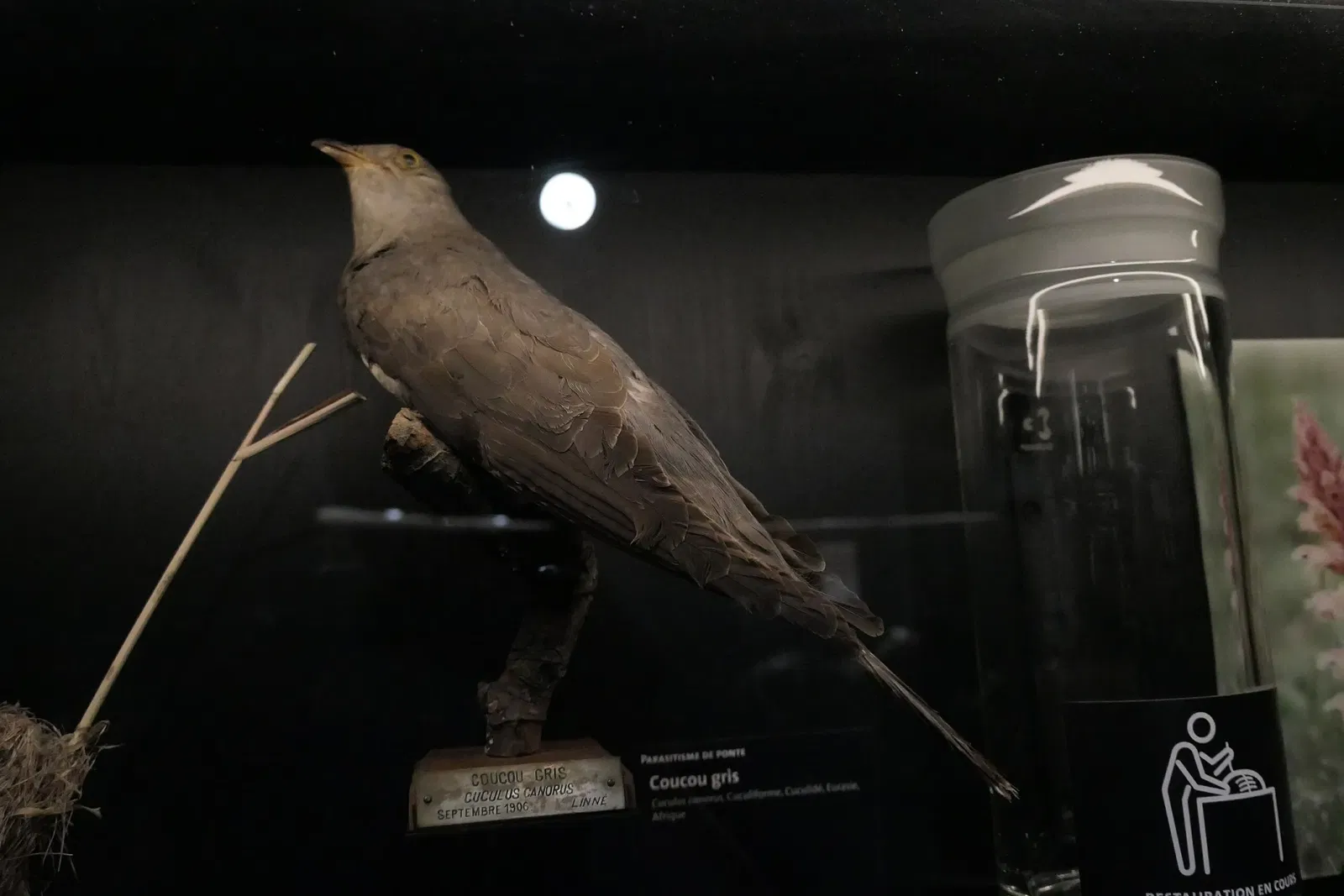 Muséum d'Orléans pour la Biodiversité et l'Environnement